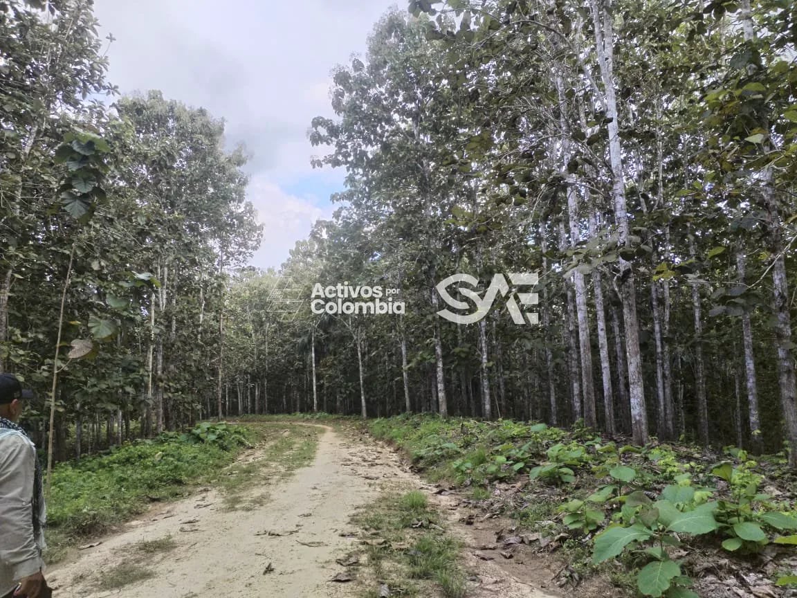 Cultivo de maderables en venta - San pedro de Urabá, Antioquia - 4