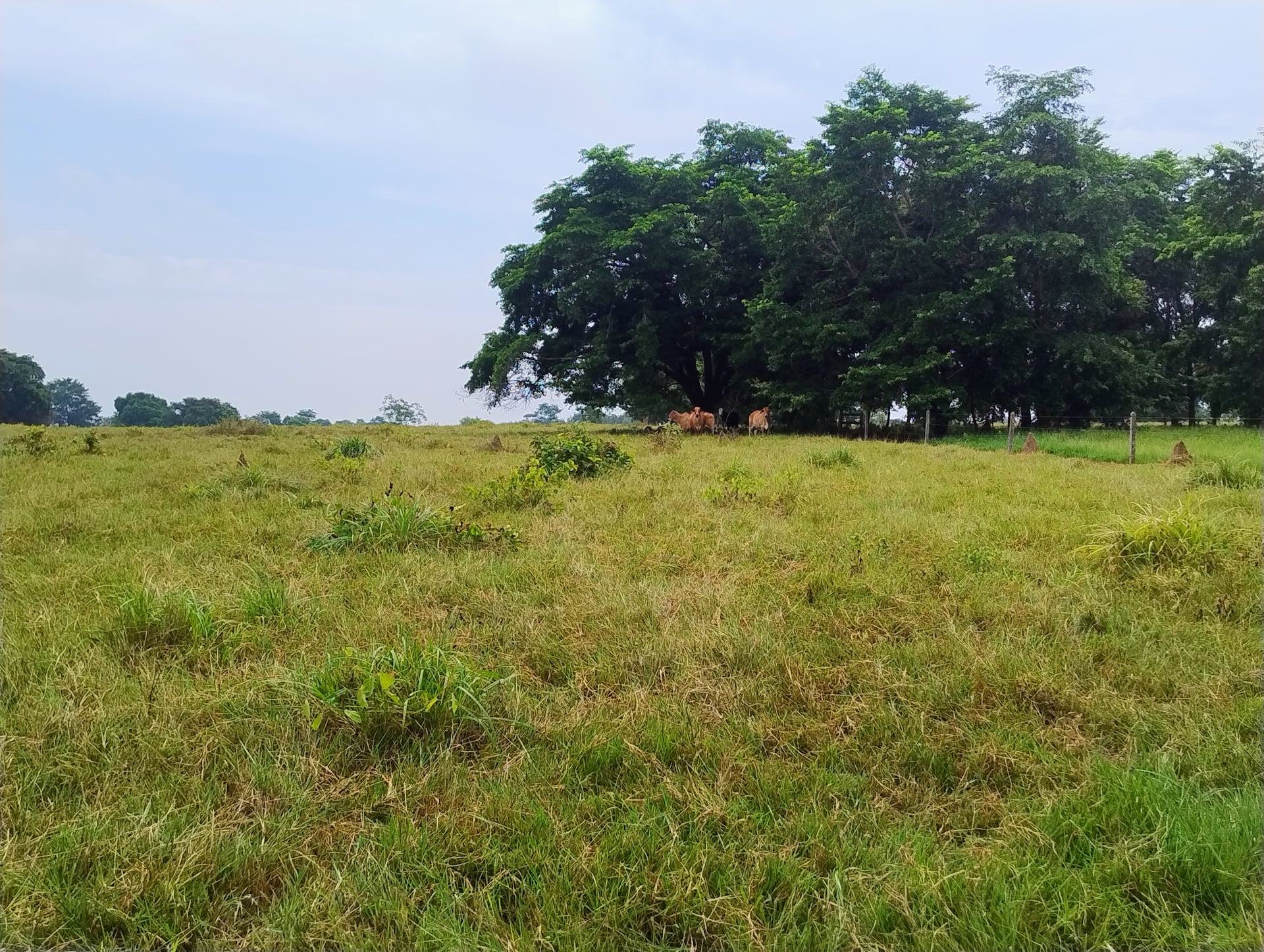 Lote en Venta - Córdoba, Buenavista - 4