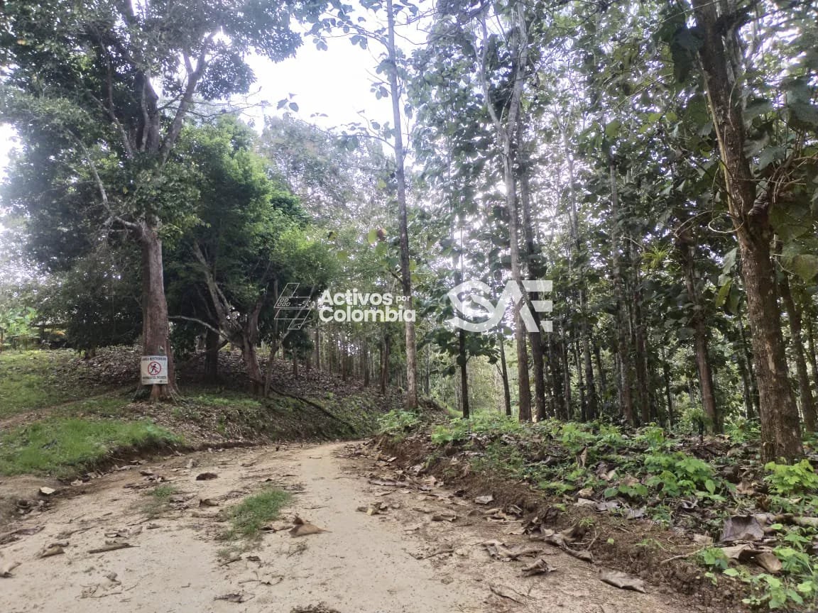 Cultivo de maderables en venta - San pedro de Urabá, Antioquia - 3