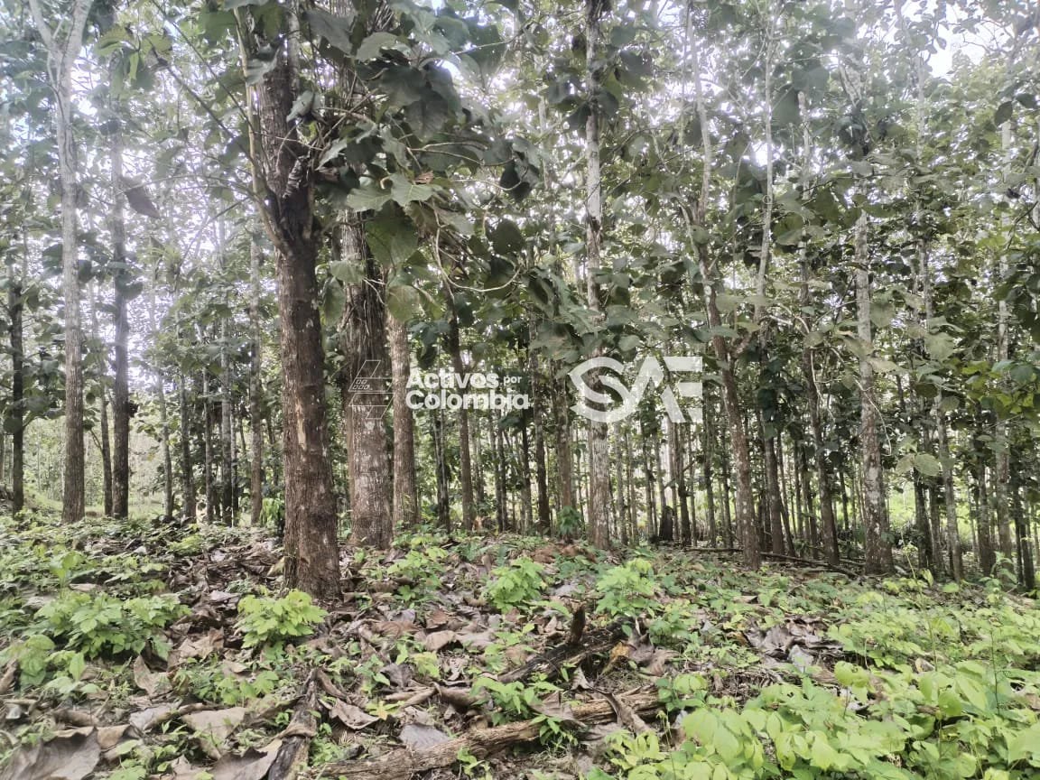 Cultivo de maderables en venta - San pedro de Urabá, Antioquia - 2