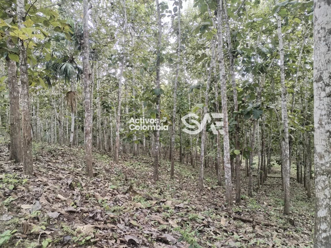 Cultivo de maderables en venta - San pedro de Urabá, Antioquia - 5