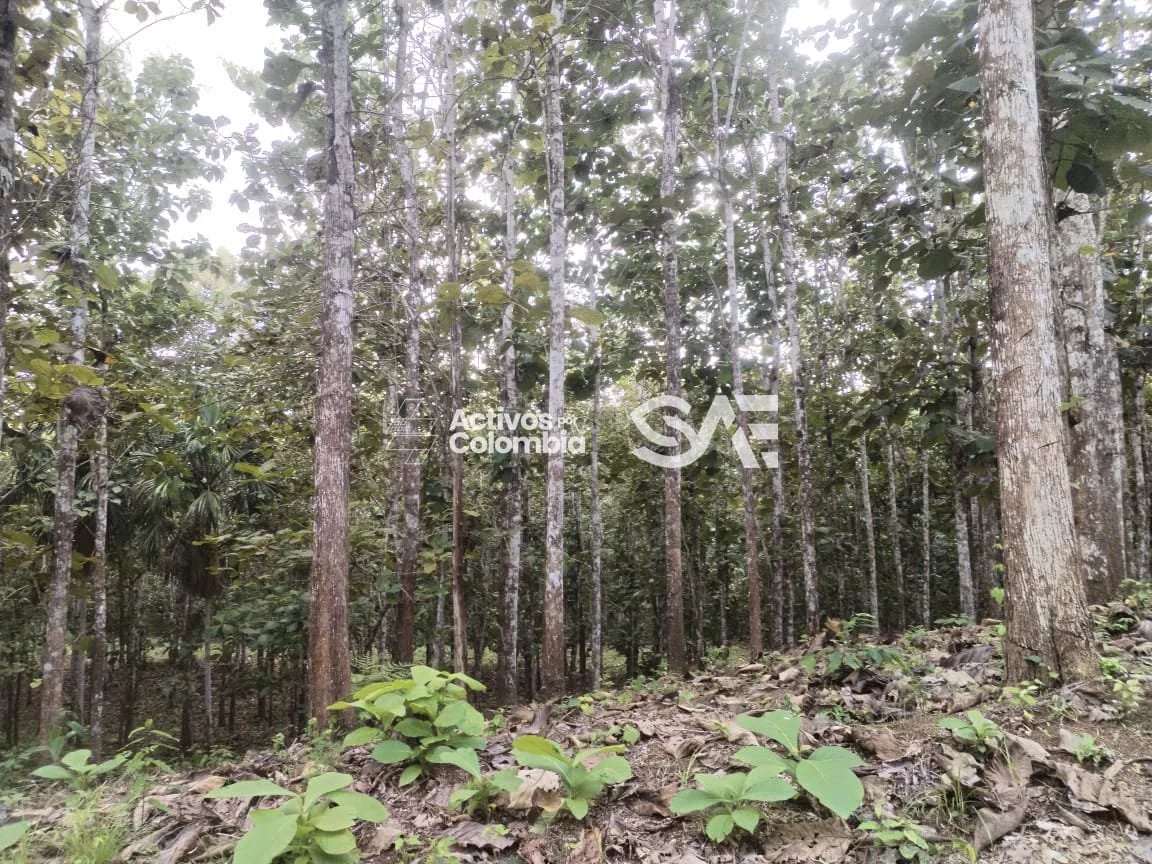 Cultivo de maderables en venta - San pedro de Urabá, Antioquia - 1