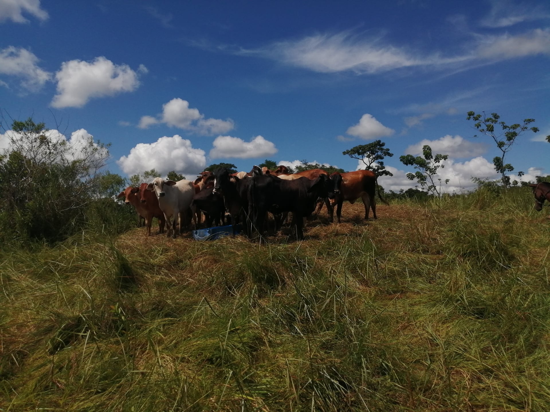 Finca en Venta - Taraza, Antioquia - 9