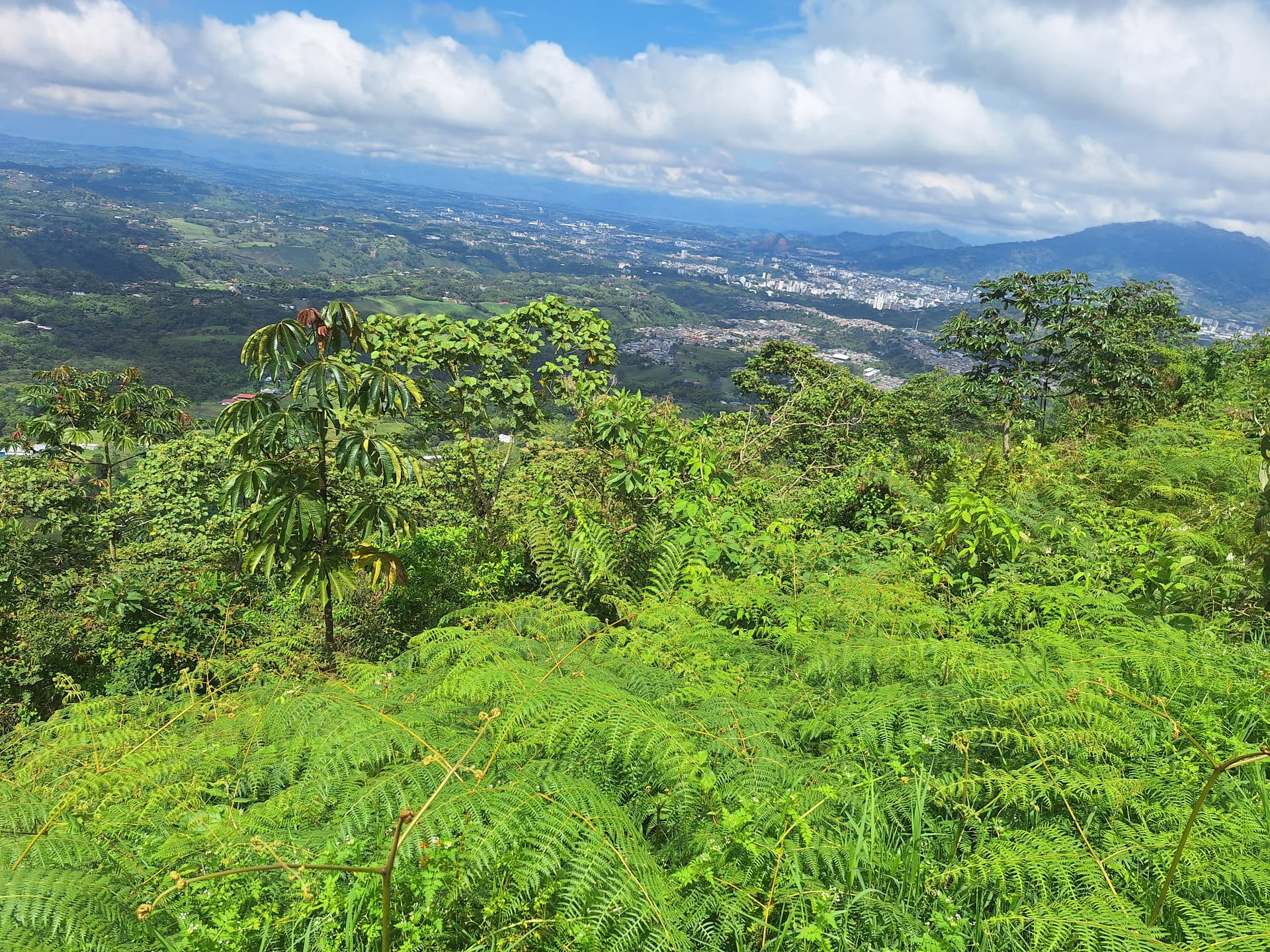 FINCA en Gestion - PEREIRA, RISARALDA - 2