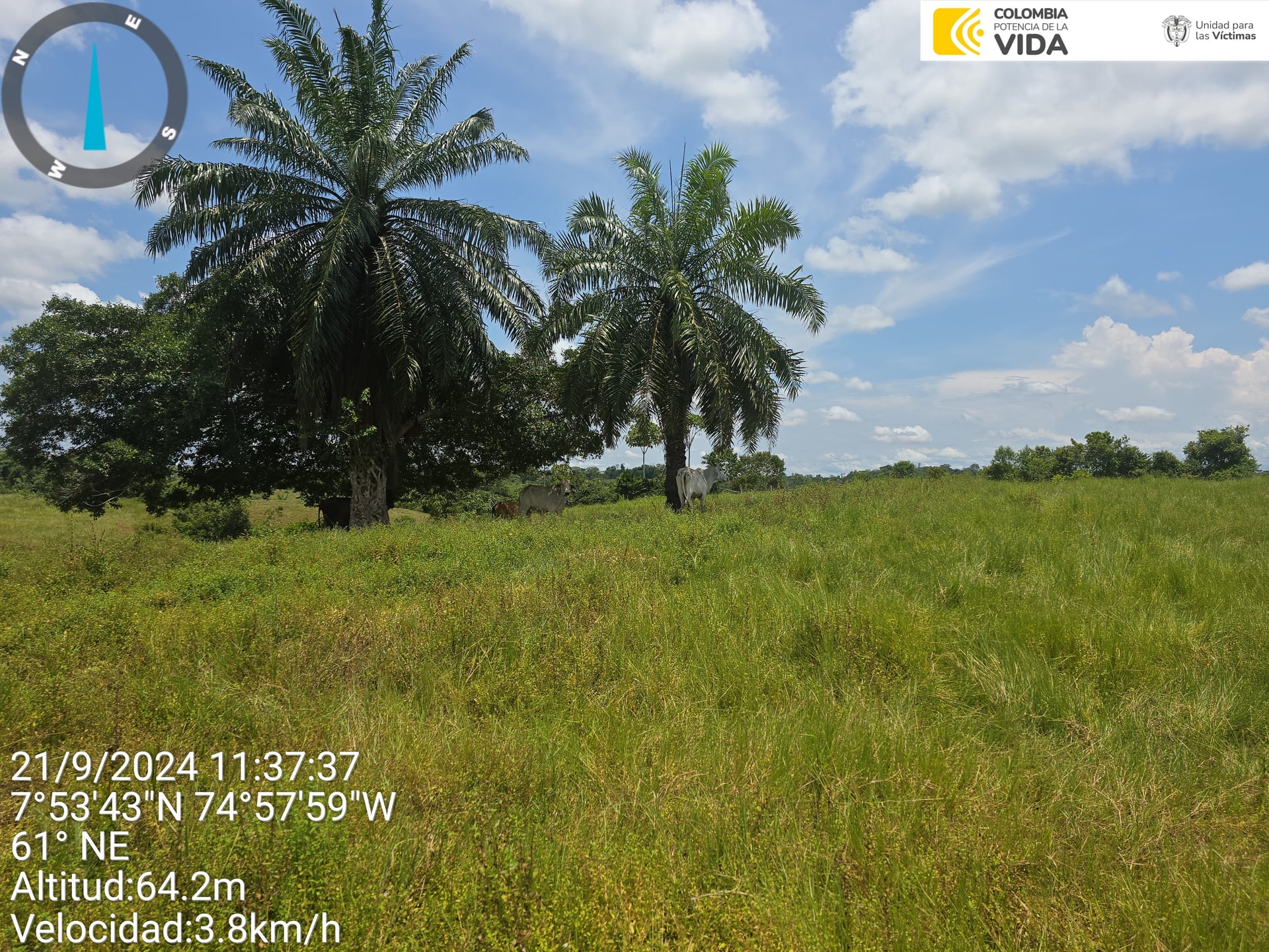FINCA en Gestion - CAUCASIA, ANTIOQUIA - 2