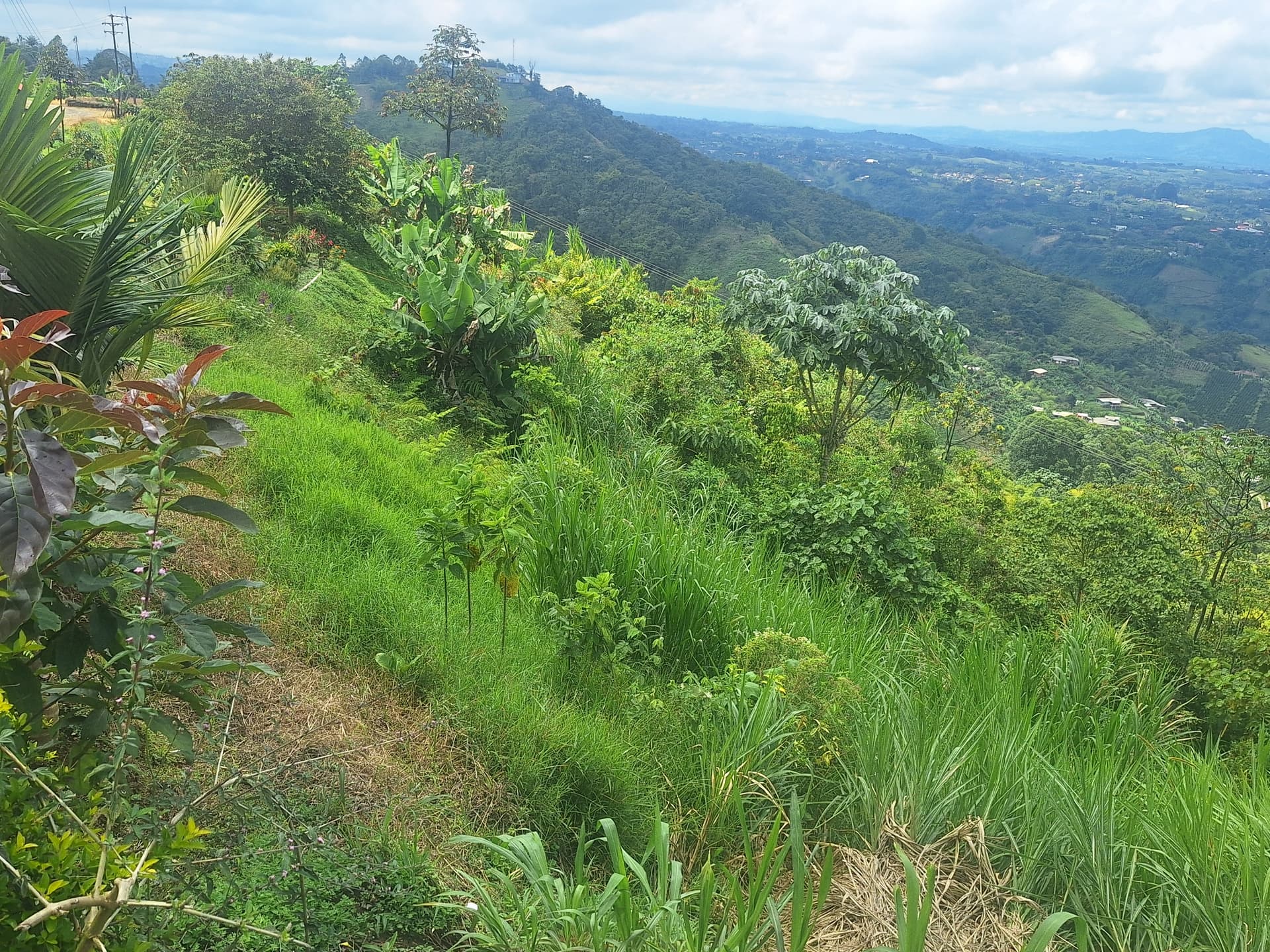FINCA en Gestion - PEREIRA, RISARALDA - 9