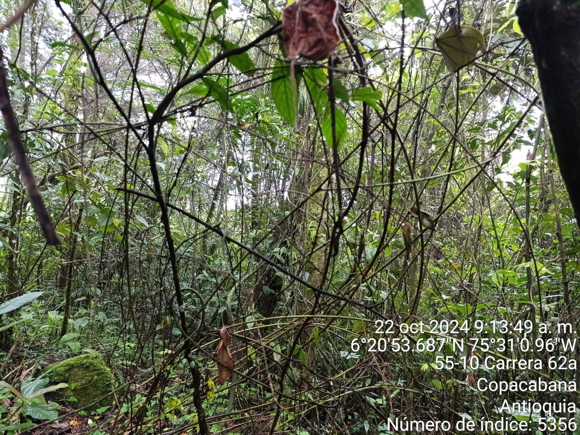 LOTE en Gestion - COPACABANA, ANTIOQUIA - 9