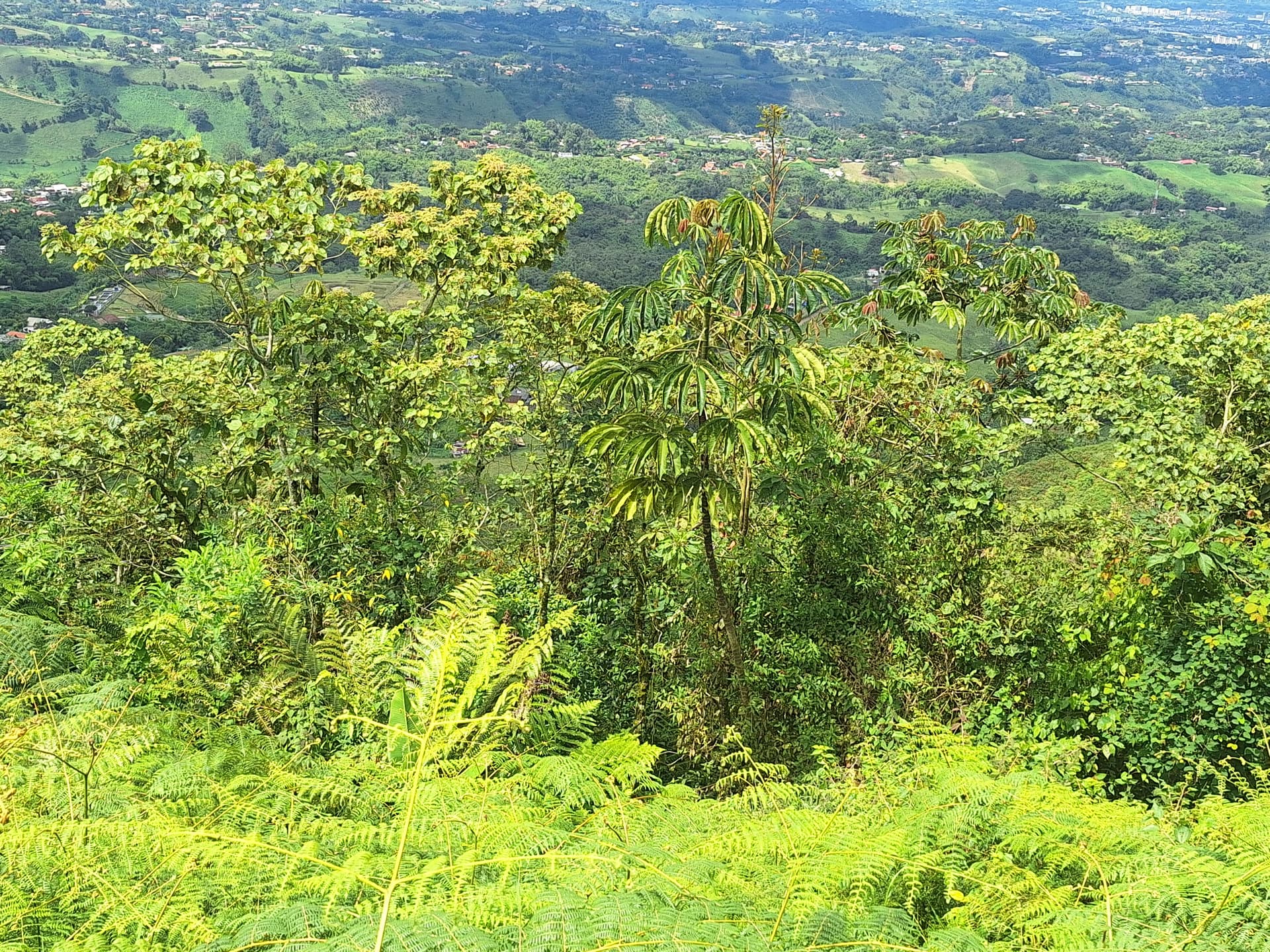 FINCA en Gestion - PEREIRA, RISARALDA - 9