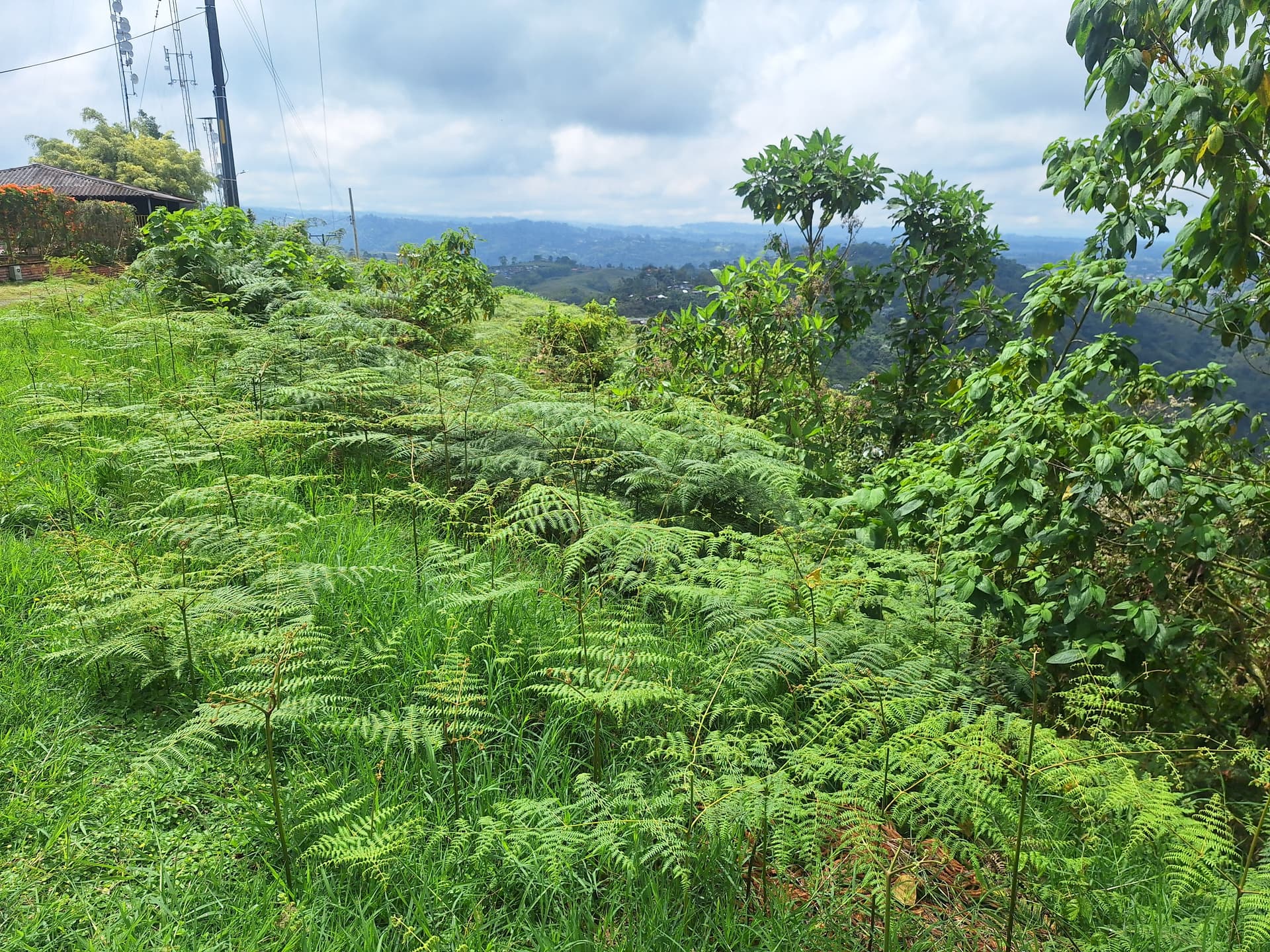 FINCA en Gestion - PEREIRA, RISARALDA - 1