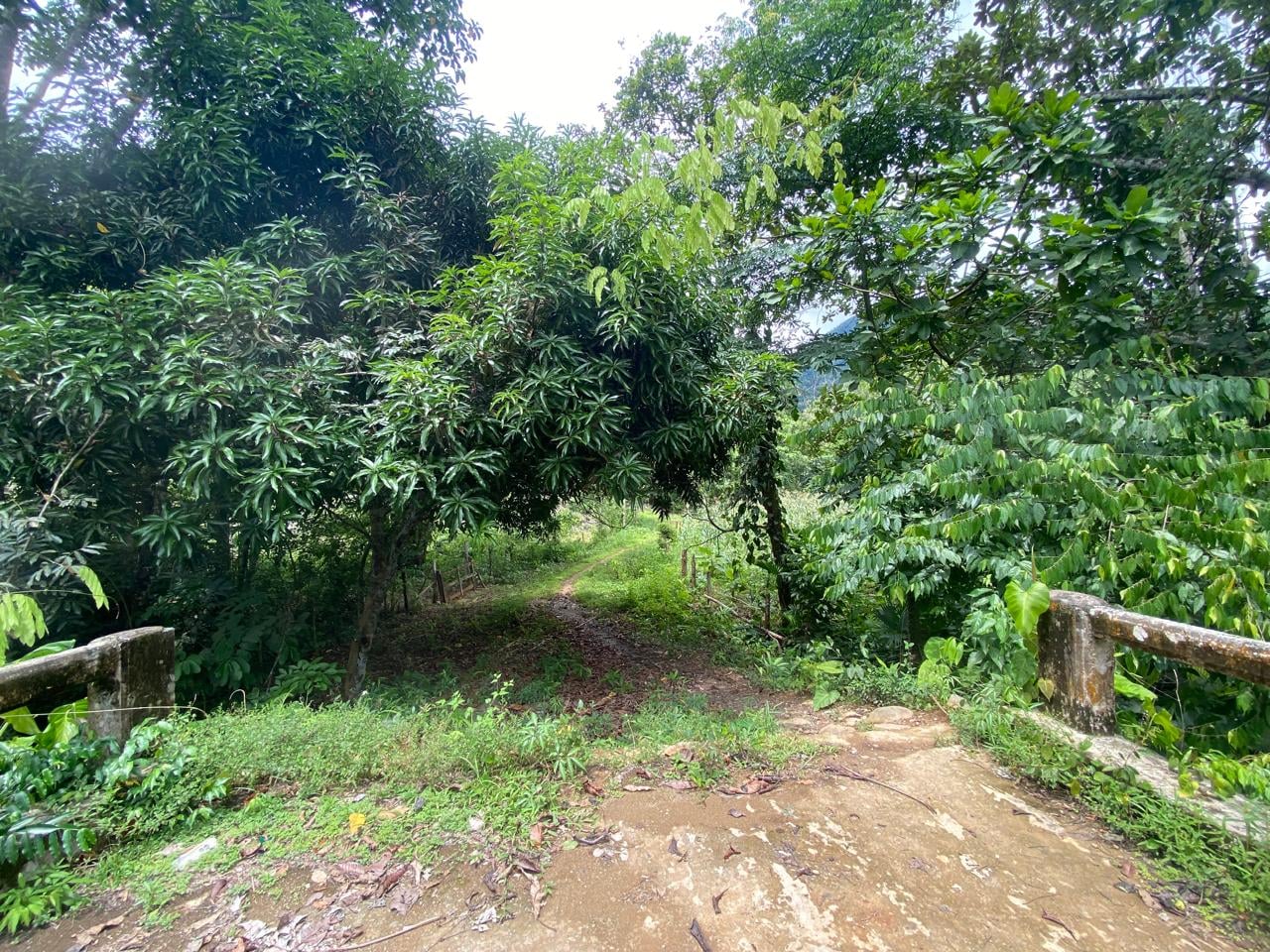 FINCA en Gestion - TARAZÁ, ANTIOQUIA - 2