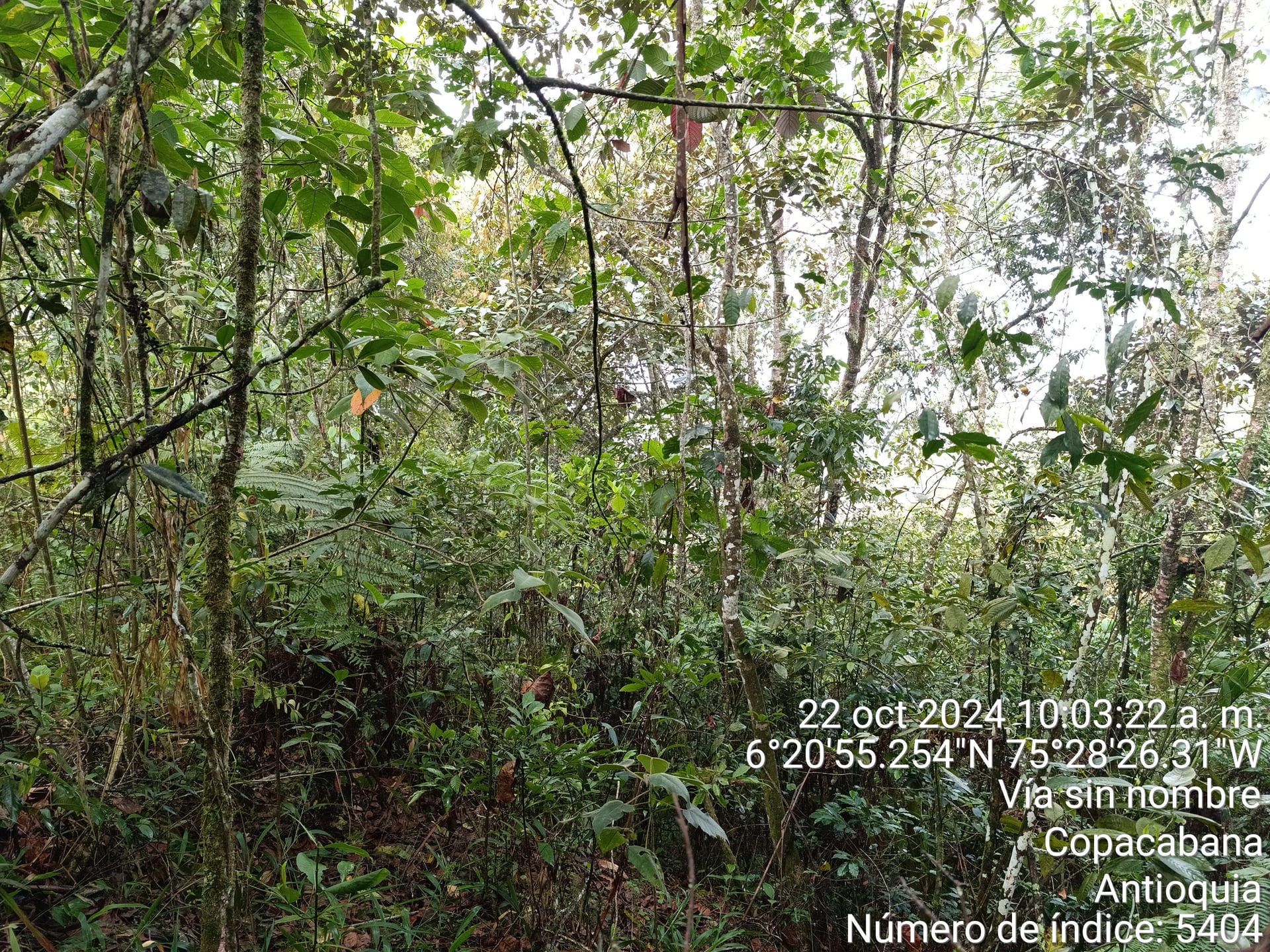 FINCA en Gestion - COPACABANA, ANTIOQUIA - 5