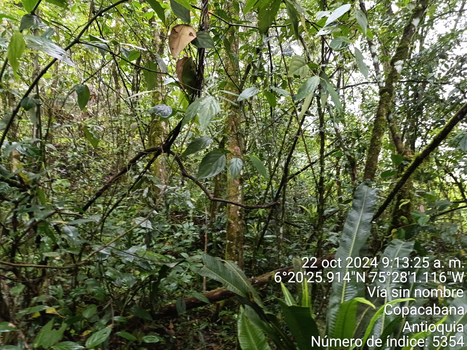 LOTE en Gestion - COPACABANA, ANTIOQUIA - 2