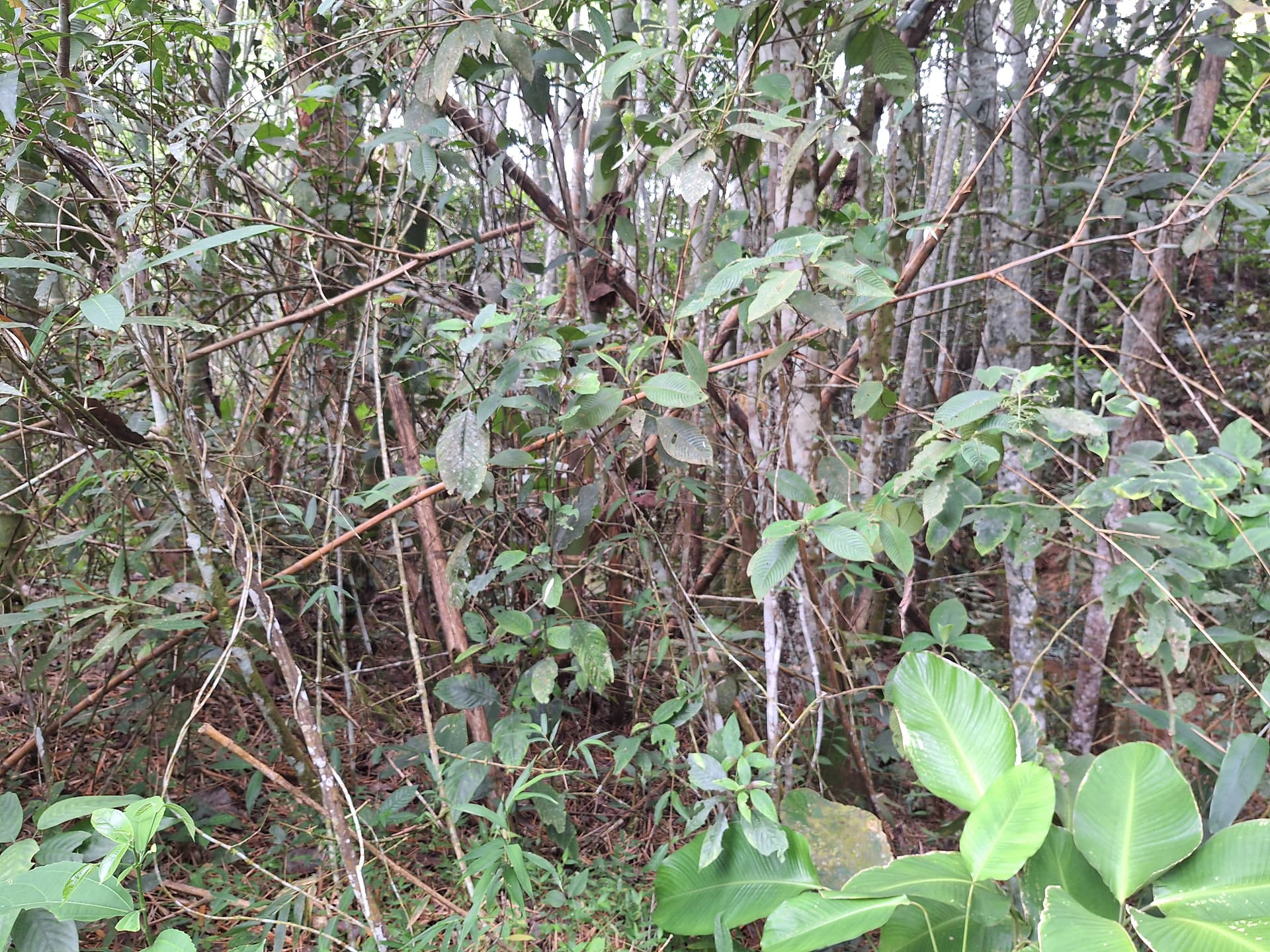 FINCA en Gestion - LÉRIDA, TOLIMA - 1
