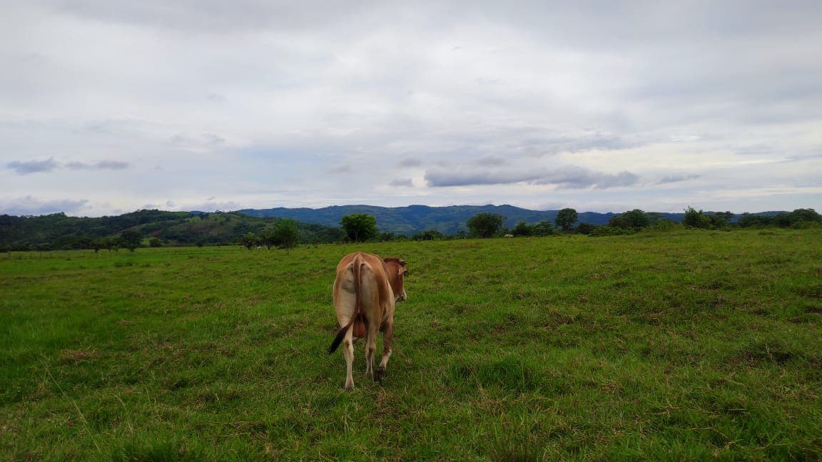 FINCA en Gestion - TARAZÁ, ANTIOQUIA - 15
