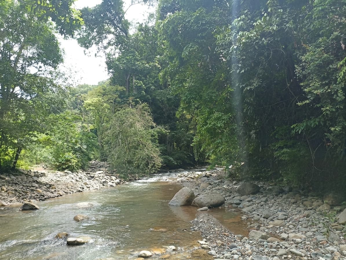 BAAF en Gestion - TARAZÁ, ANTIOQUIA