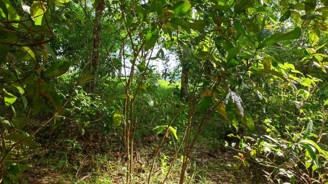 PARCELA en Gestion - TARAZÁ, ANTIOQUIA