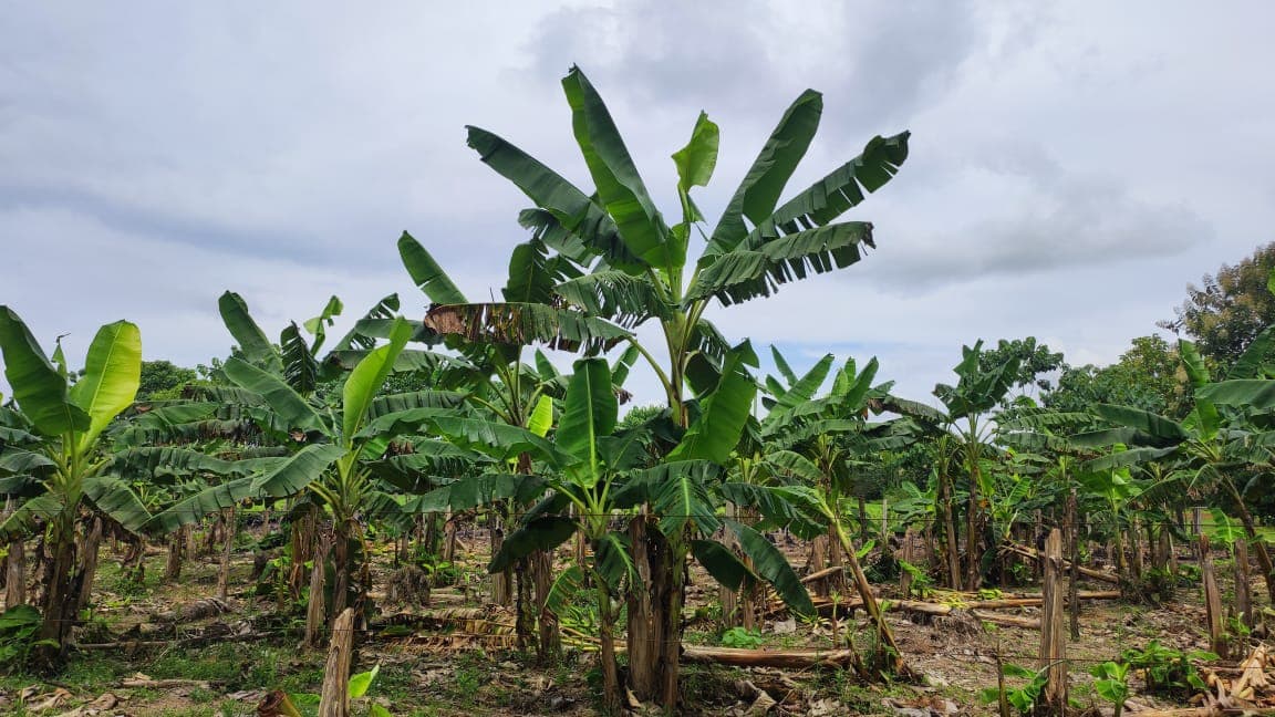 FINCA en Gestion - TARAZÁ, ANTIOQUIA - 10