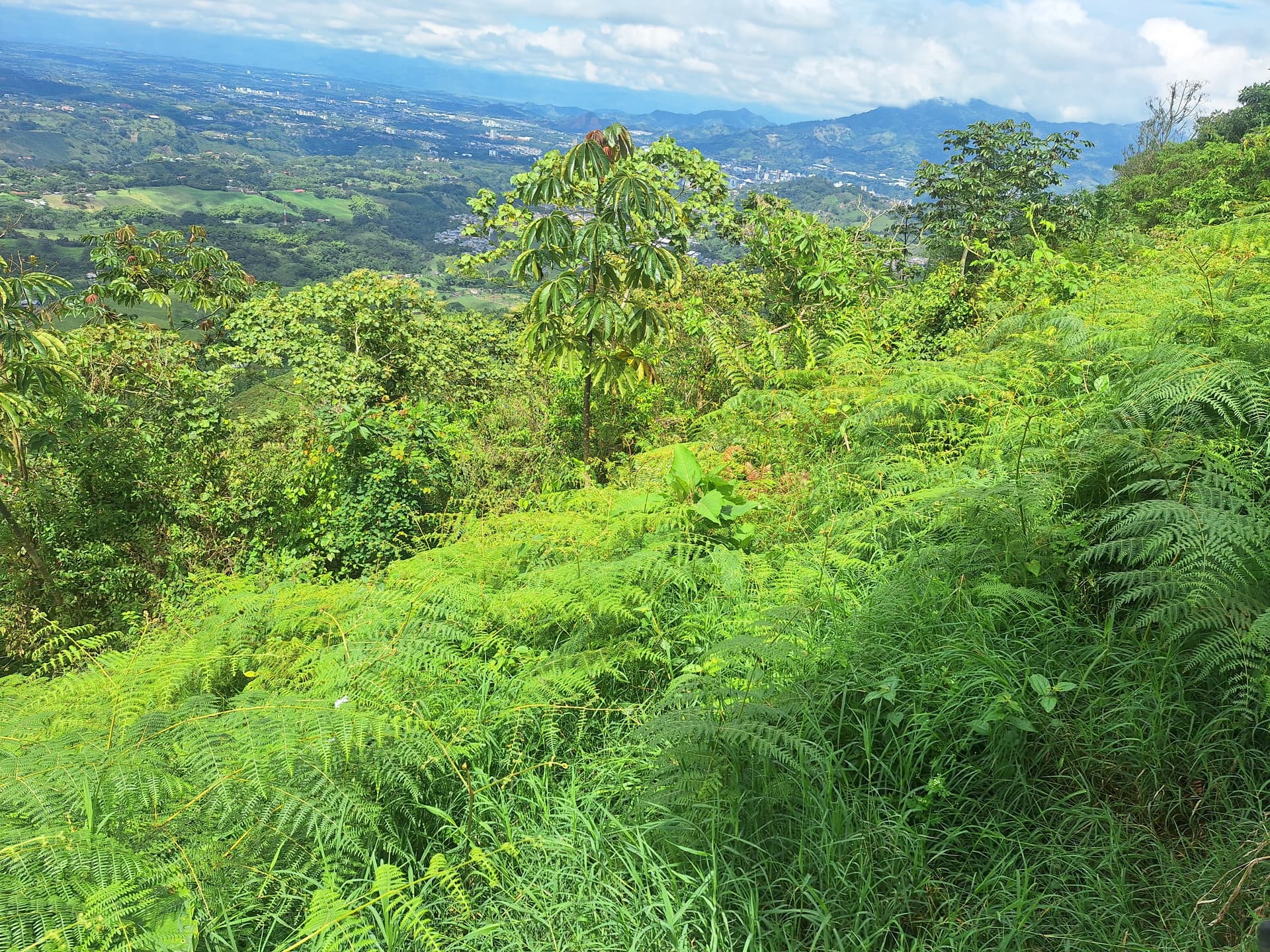FINCA en Gestion - PEREIRA, RISARALDA - 8