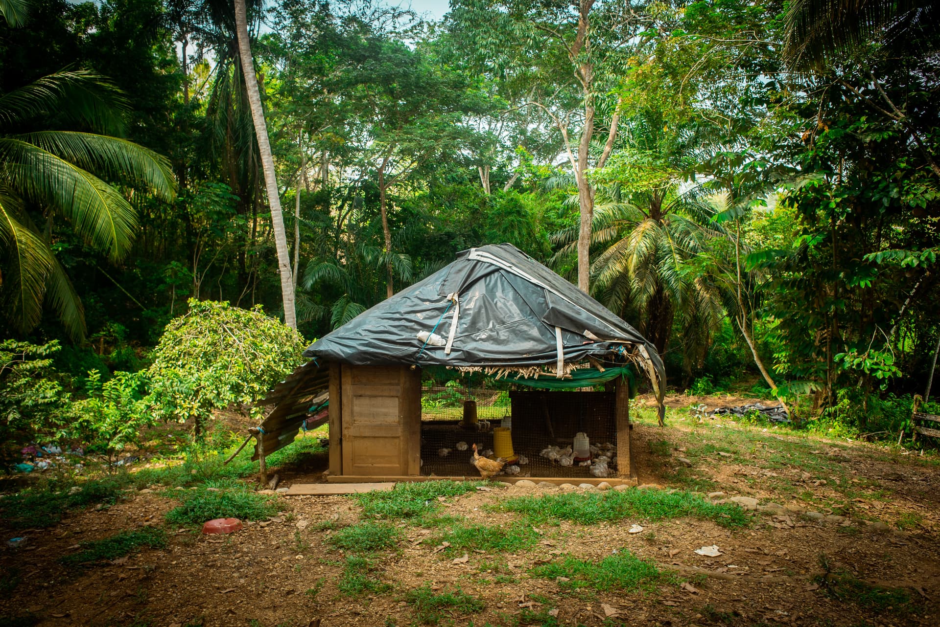 FINCA en Gestion - CÁCERES, ANTIOQUIA - 5