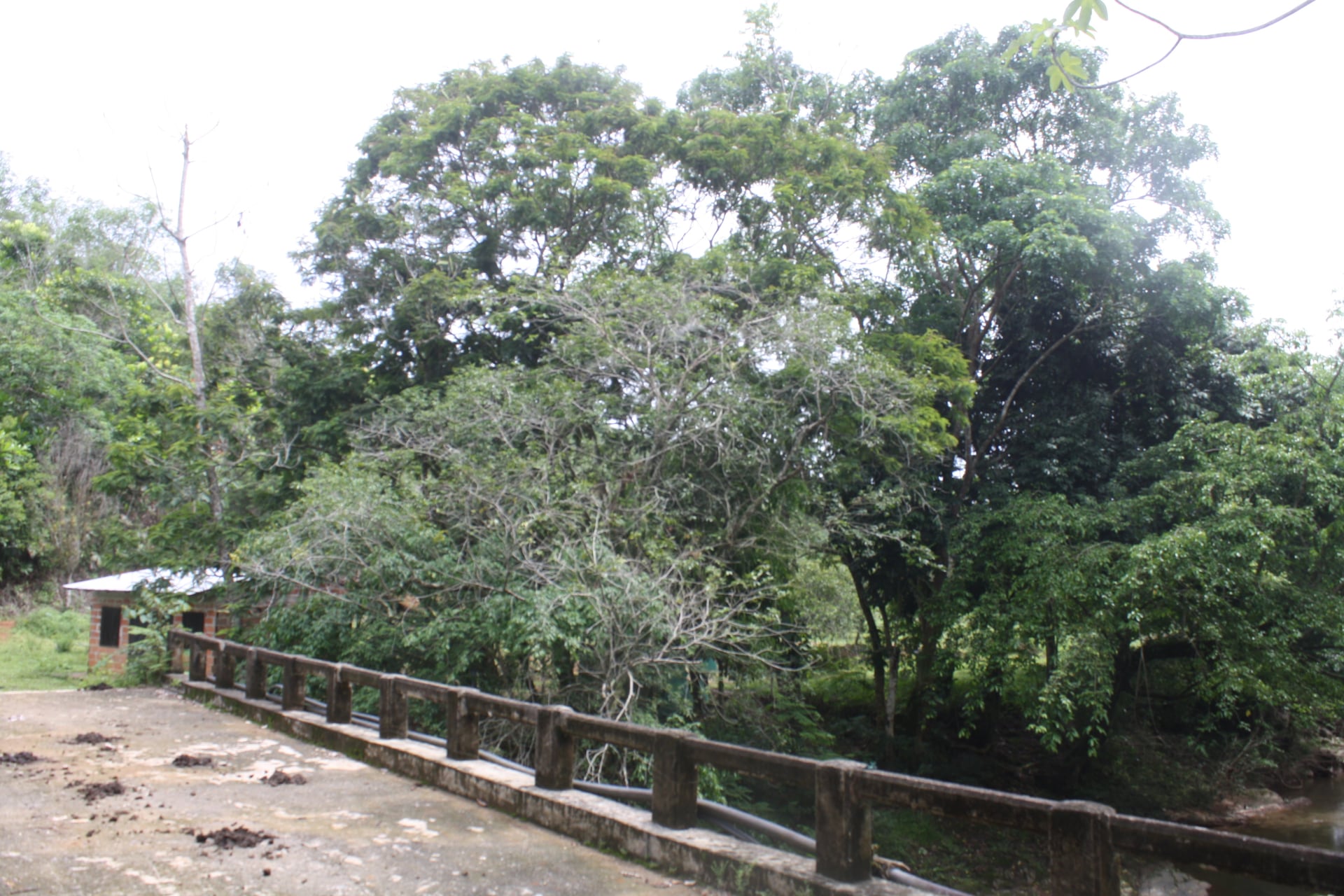 FINCA en Gestion - TARAZÁ, ANTIOQUIA - 4