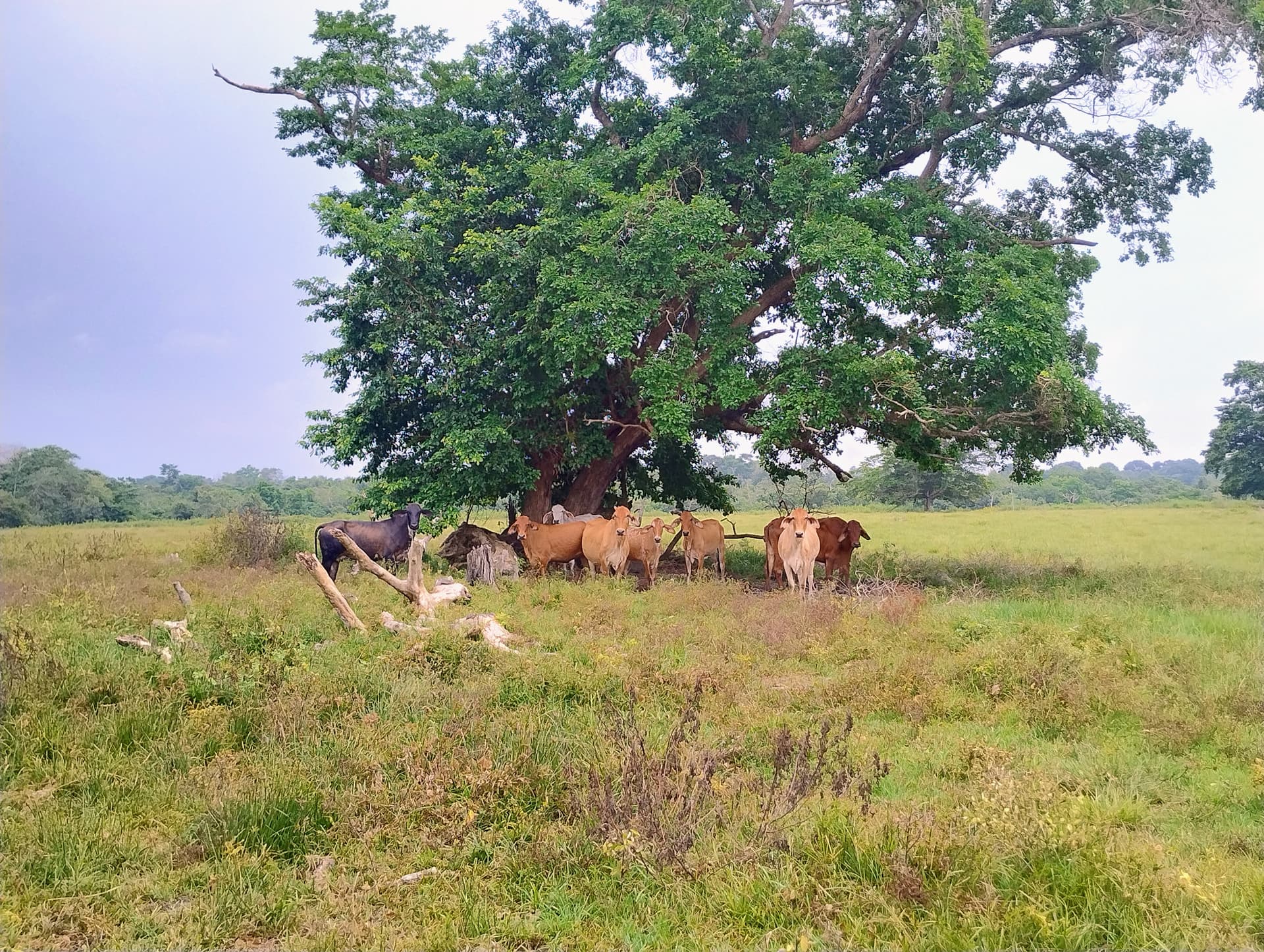 Lote en Venta - Córdoba, Buenavista - 1