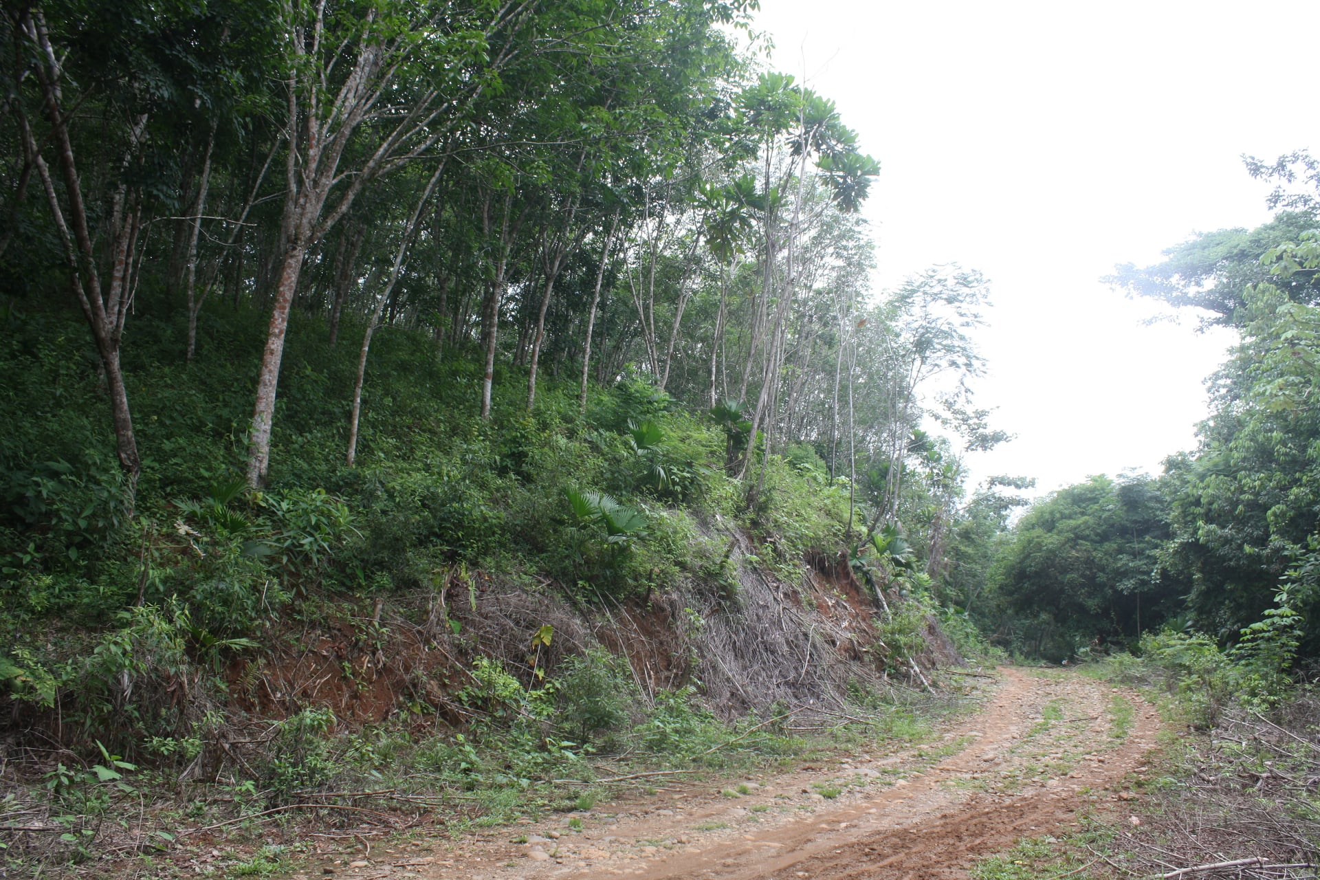BAAF en Gestion - TARAZÁ, ANTIOQUIA - 3