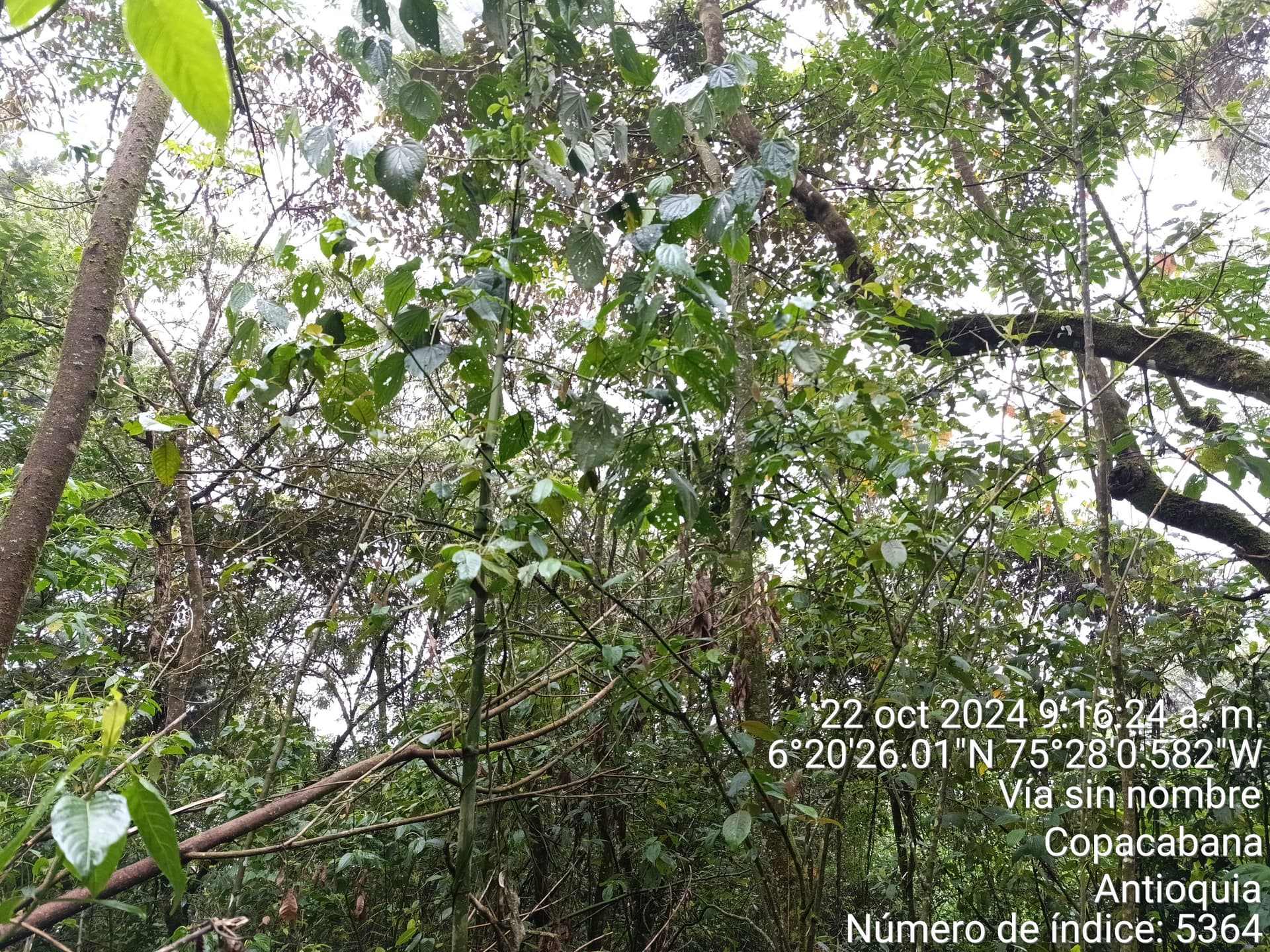 LOTE en Gestion - COPACABANA, ANTIOQUIA - 7