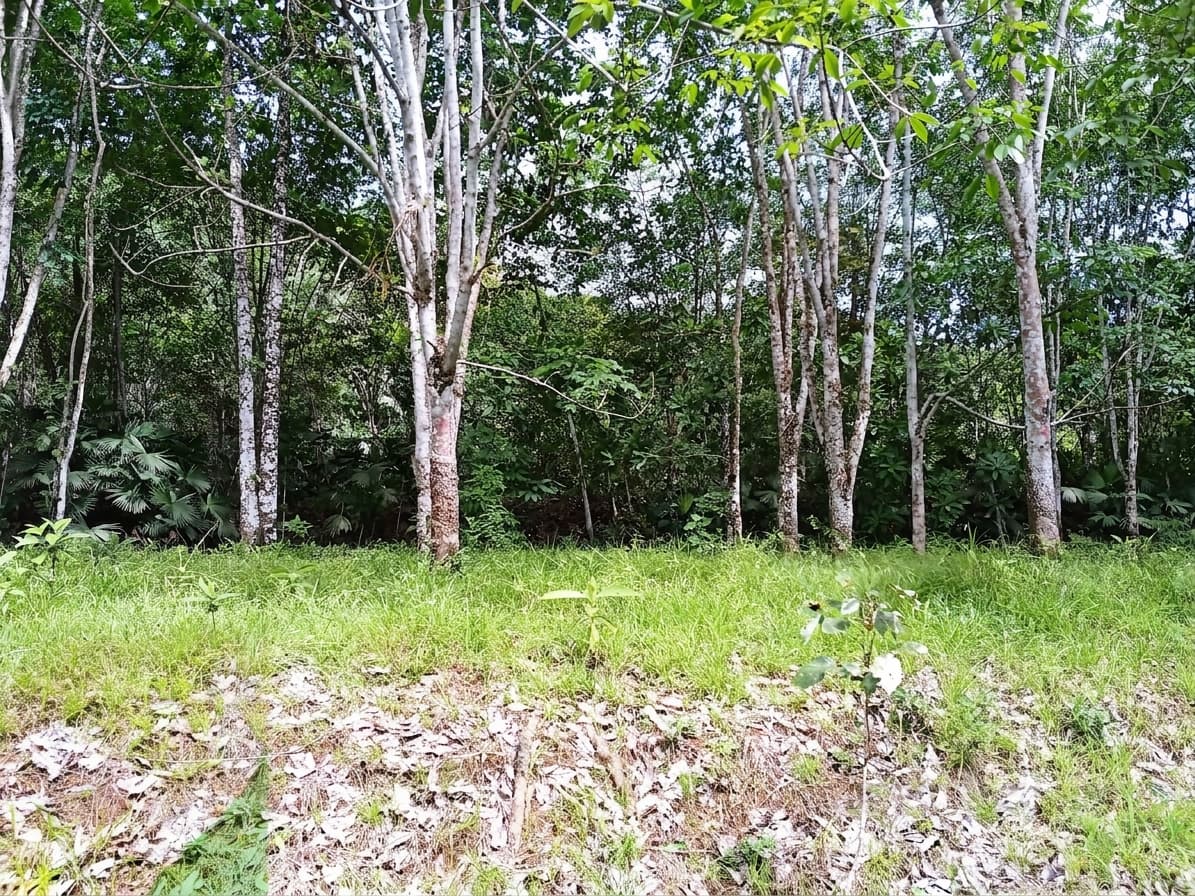 BAAF en Gestion - TARAZÁ, ANTIOQUIA