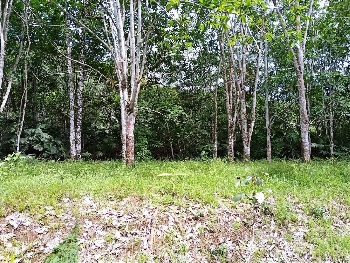 BAAF en Gestion - TARAZÁ, ANTIOQUIA - 1