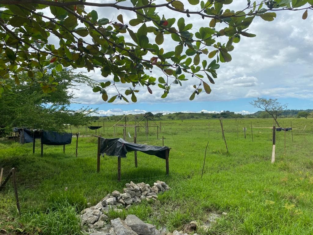 FINCA en Gestion - TARAZÁ, ANTIOQUIA - 4