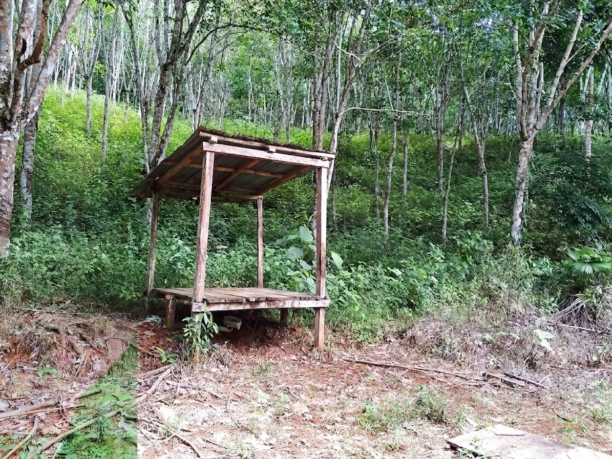 BAAF en Gestion - TARAZÁ, ANTIOQUIA - 4