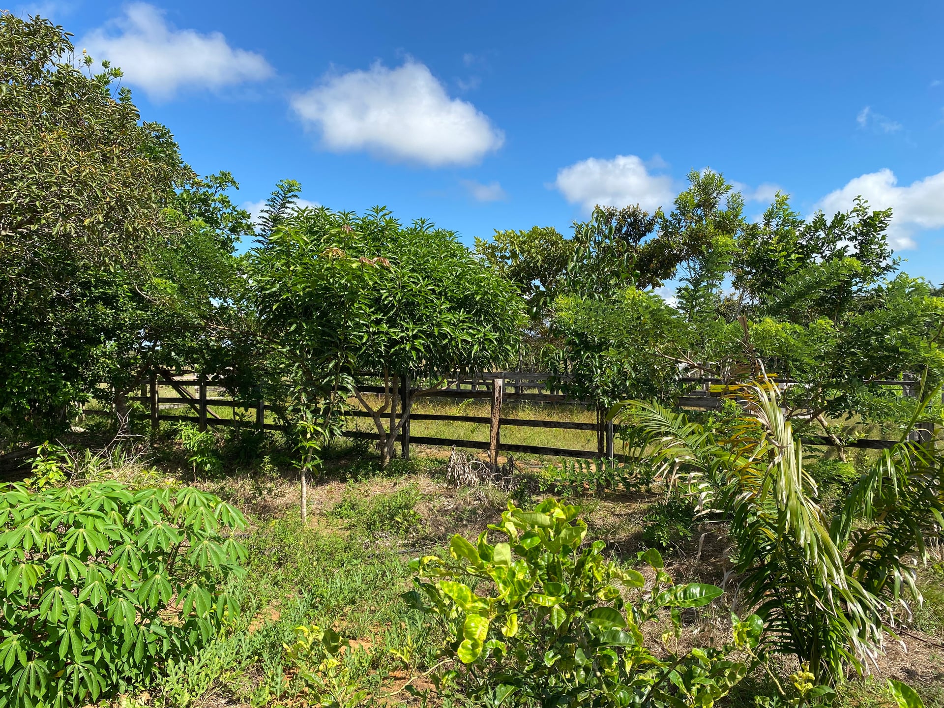FINCA en Gestion - CUMARIBO, VICHADA - 2