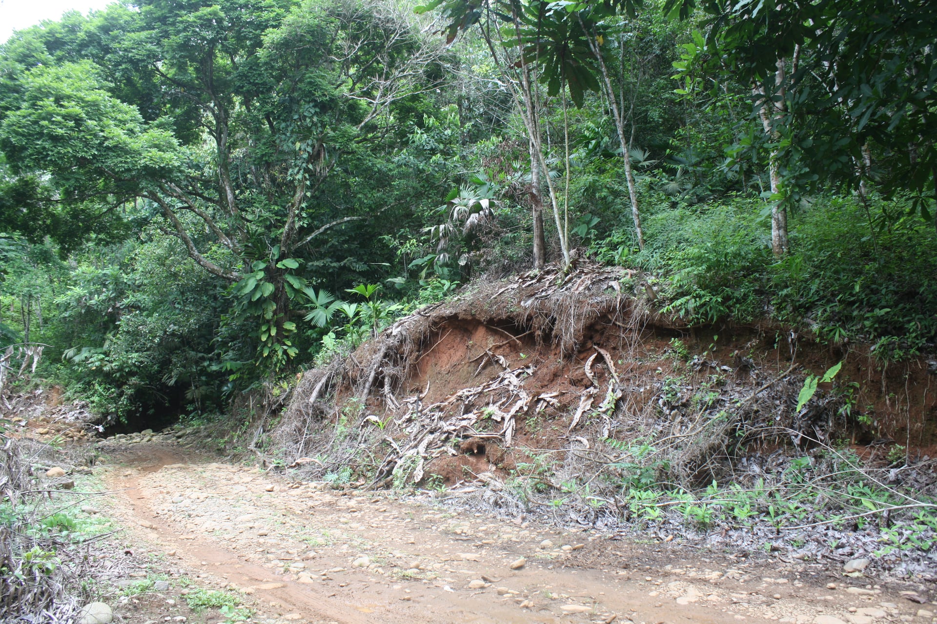 BAAF en Gestion - TARAZÁ, ANTIOQUIA - 5