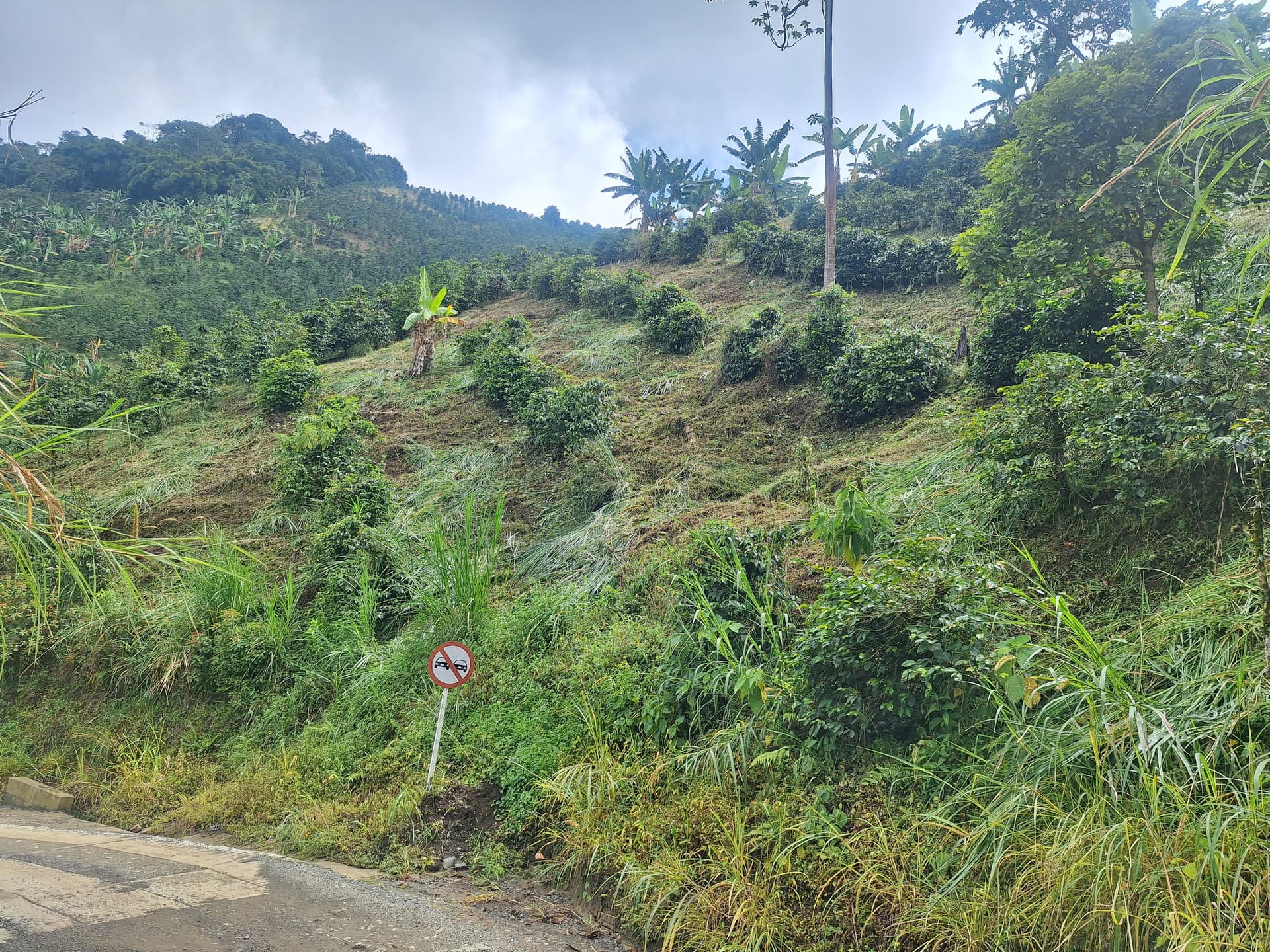 FINCA en Gestion - PEREIRA, RISARALDA - 4
