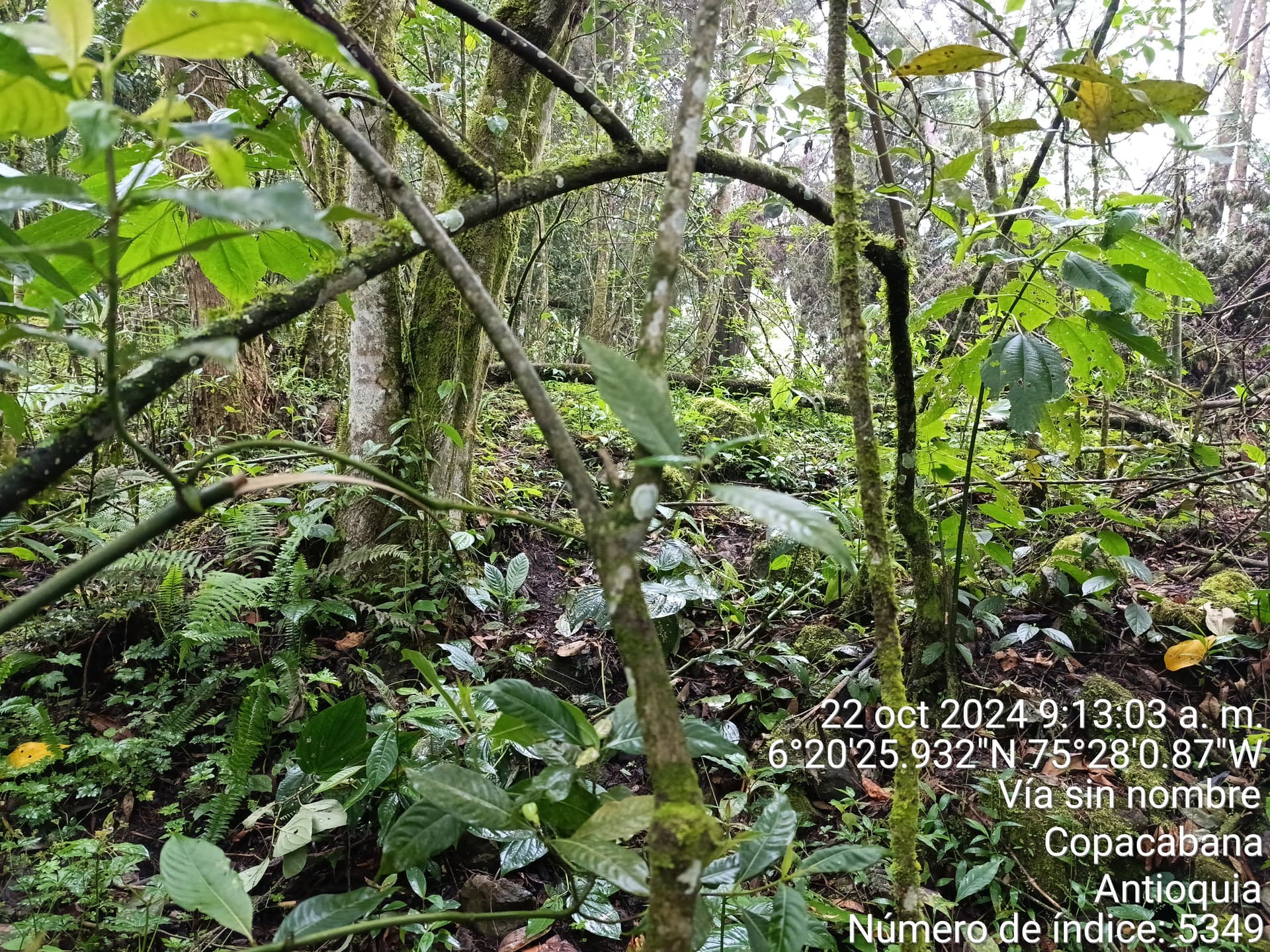 LOTE en Gestion - COPACABANA, ANTIOQUIA - 1