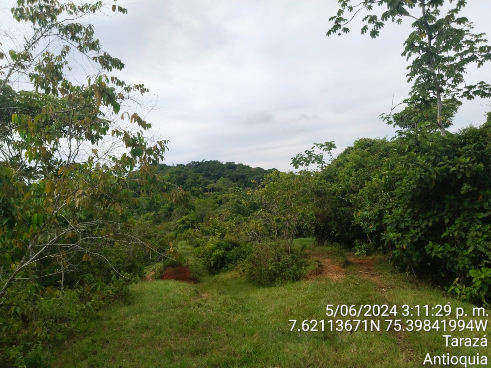 FINCA en Gestion - TARAZÁ, ANTIOQUIA - 6
