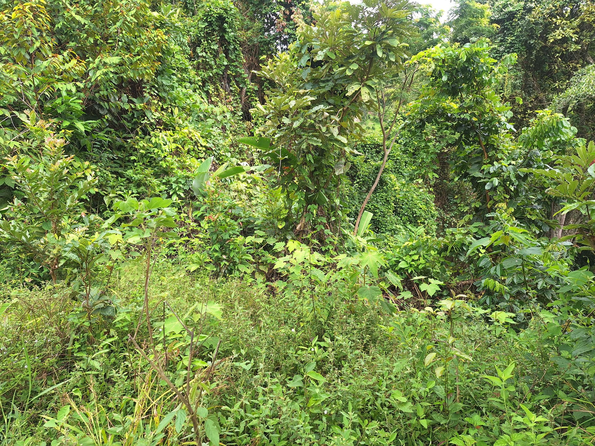 FINCA en Gestion - LÉRIDA, TOLIMA - 7