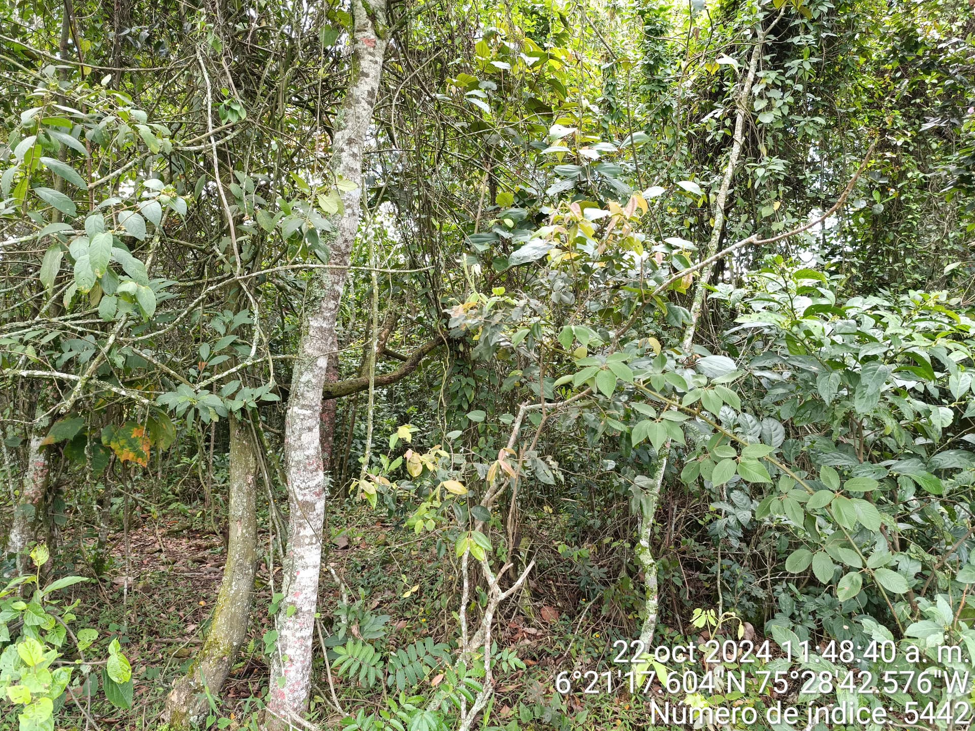LOTE en Gestion - COPACABANA, ANTIOQUIA - 4
