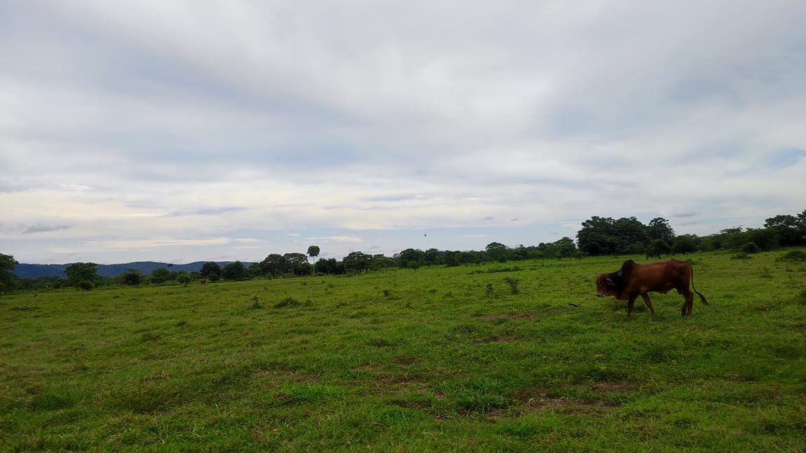 FINCA en Gestion - TARAZÁ, ANTIOQUIA - 14