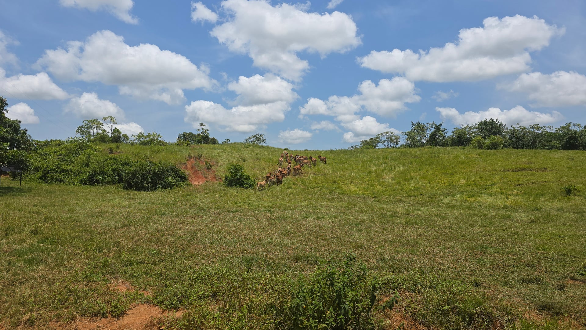 FINCA en Gestion - CAUCASIA, ANTIOQUIA - 30
