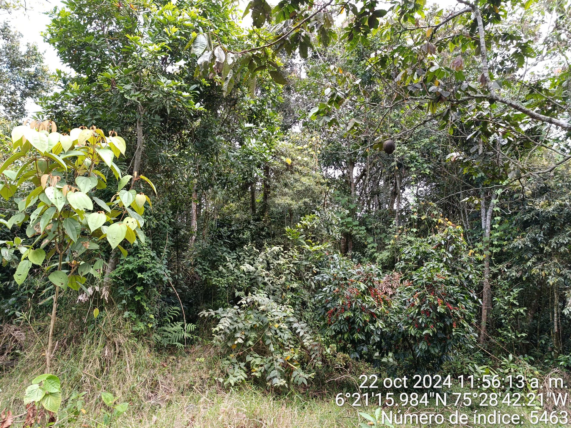 LOTE en Gestion - COPACABANA, ANTIOQUIA - 7