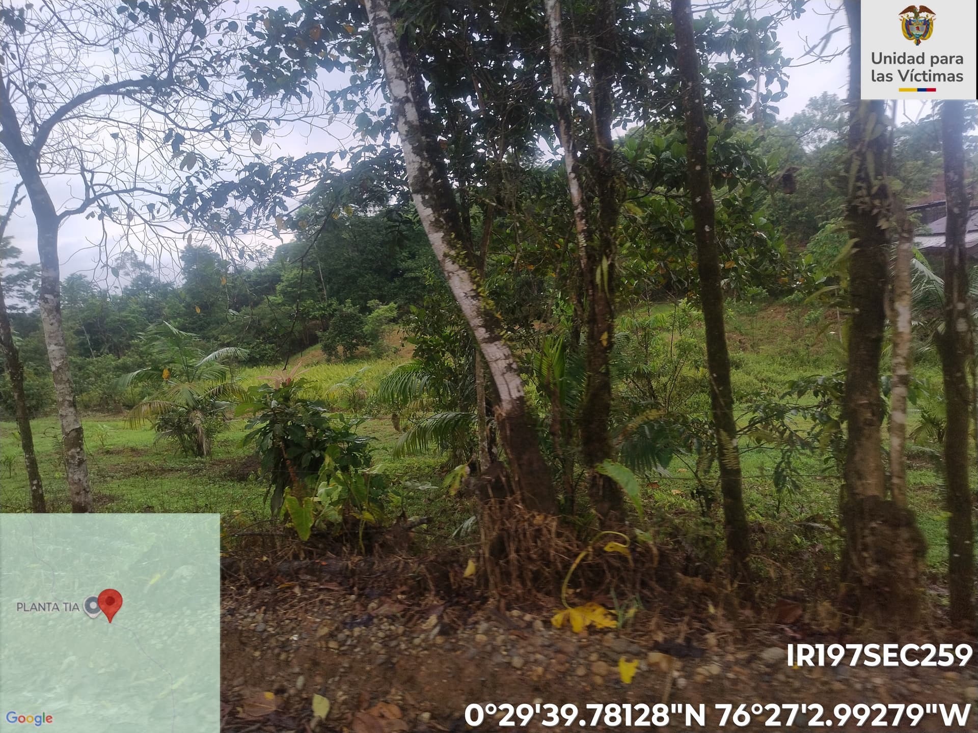 FINCA en Gestion - PUERTO ASÍS, PUTUMAYO - 4