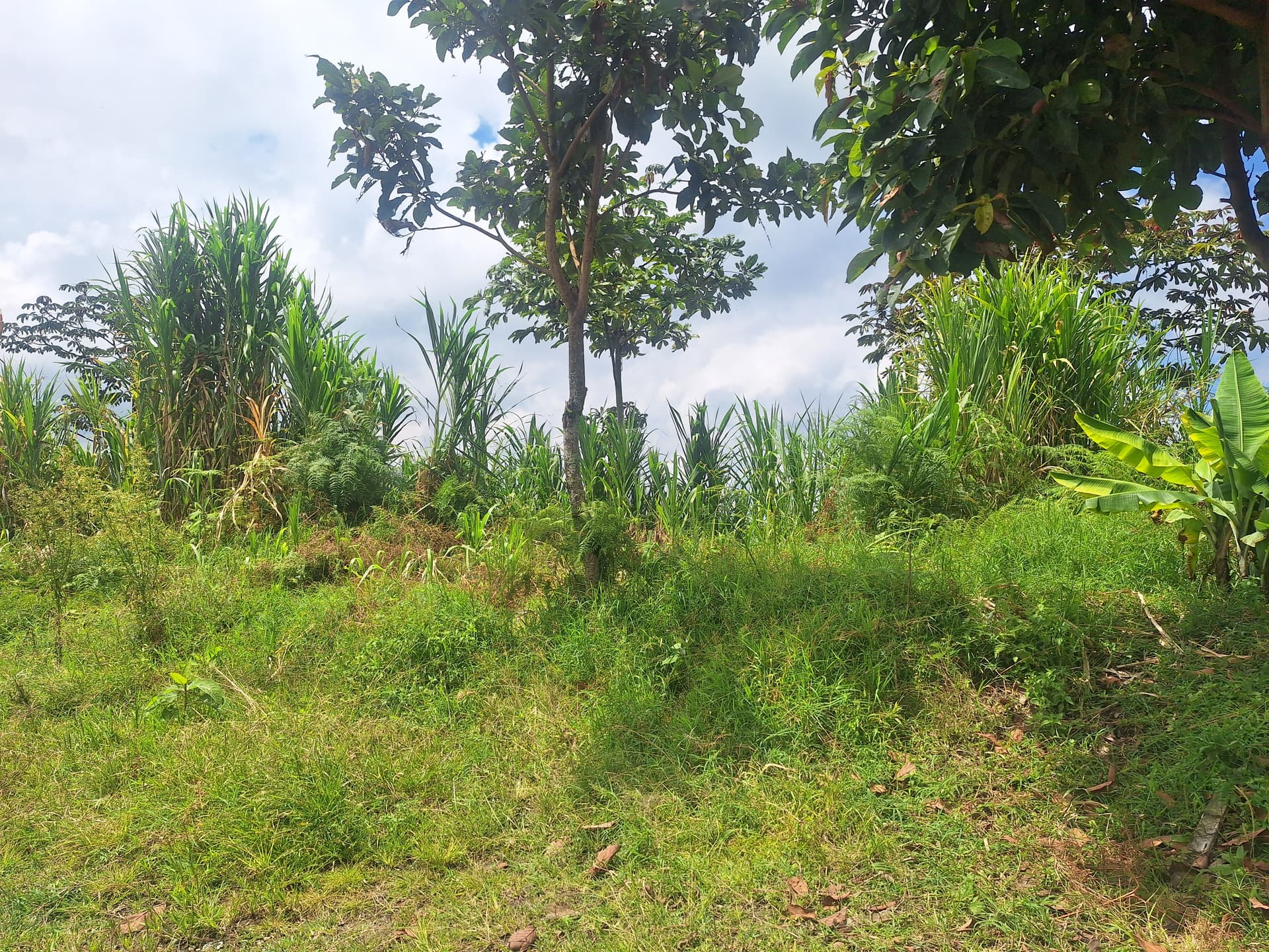 FINCA en Gestion - PEREIRA, RISARALDA - 8