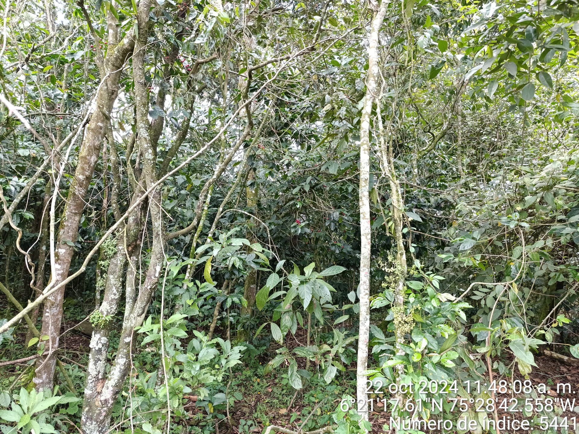 LOTE en Gestion - COPACABANA, ANTIOQUIA - 6