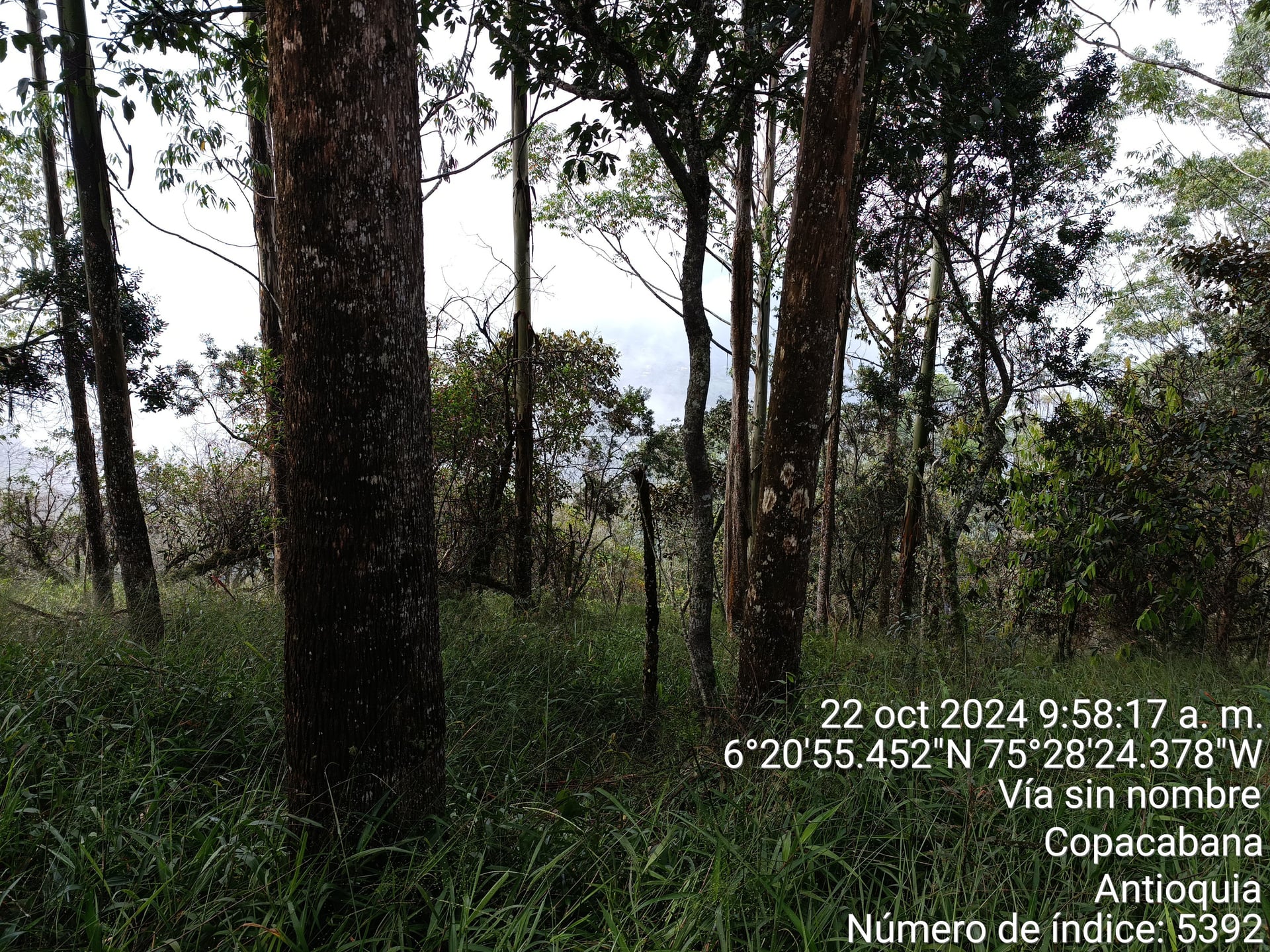 FINCA en Gestion - COPACABANA, ANTIOQUIA - 3