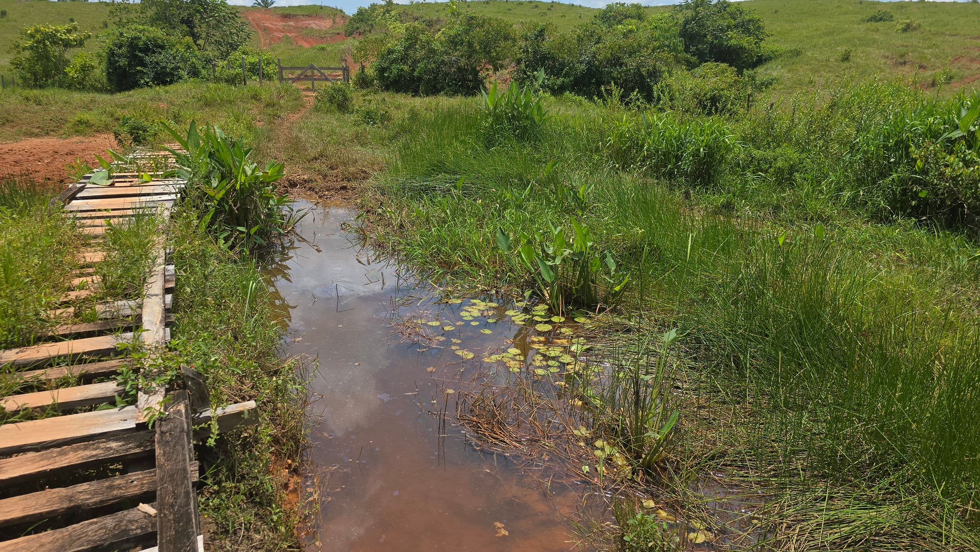 FINCA en Gestion - CAUCASIA, ANTIOQUIA - 58