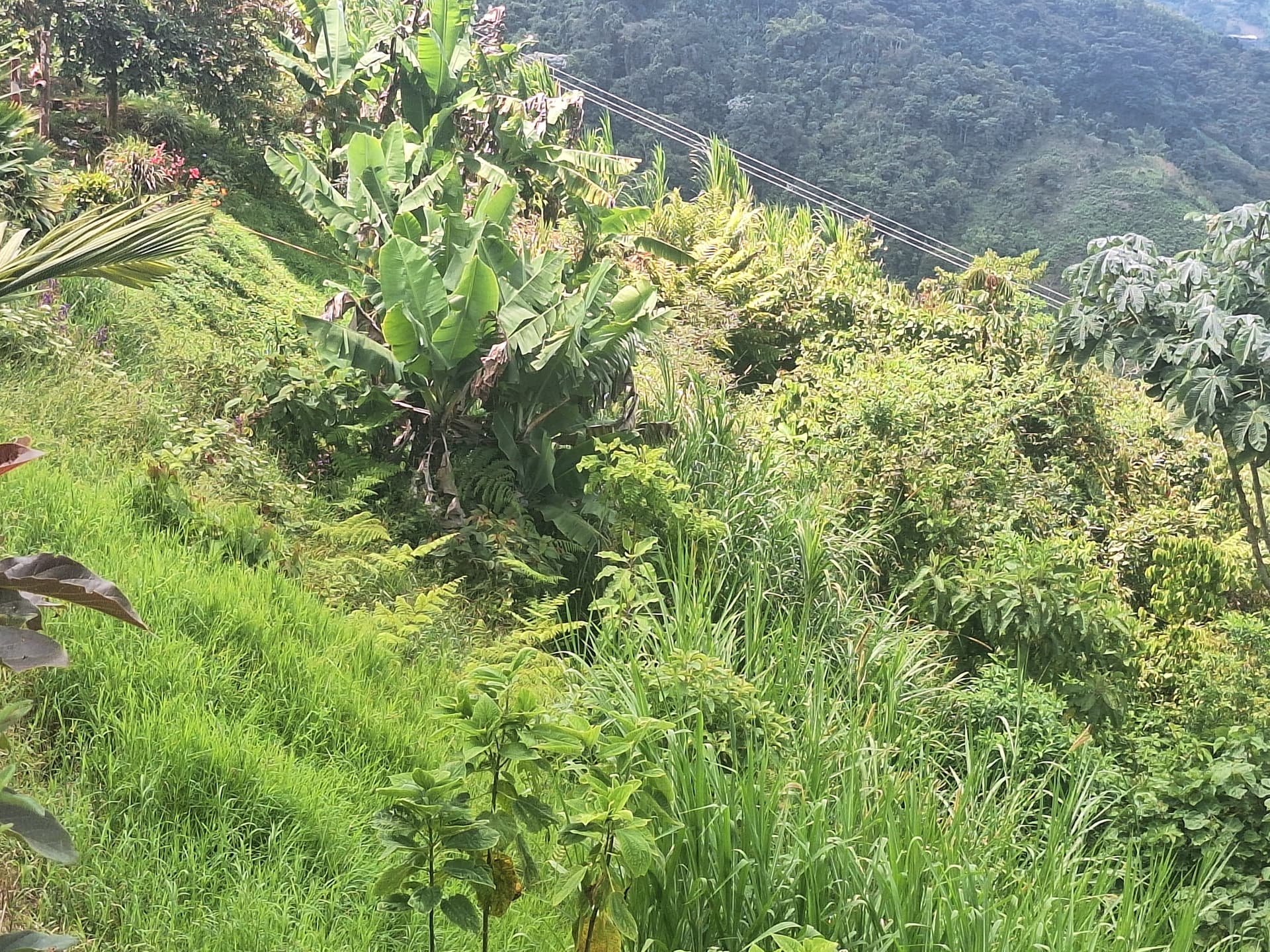 FINCA en Gestion - PEREIRA, RISARALDA - 6
