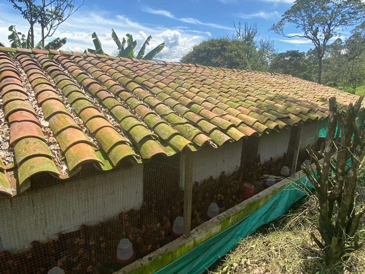 FINCA en Gestion - COPACABANA, ANTIOQUIA - 9