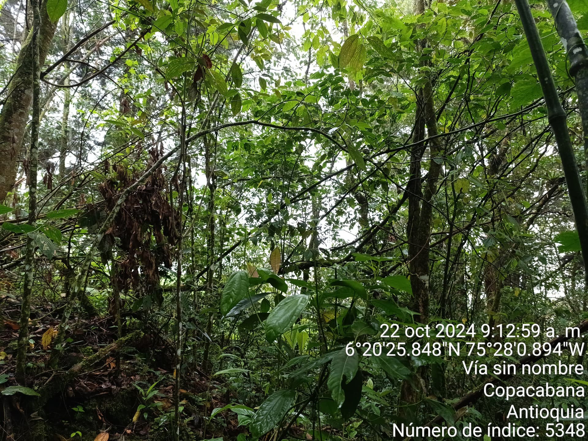 LOTE en Gestion - COPACABANA, ANTIOQUIA - 5