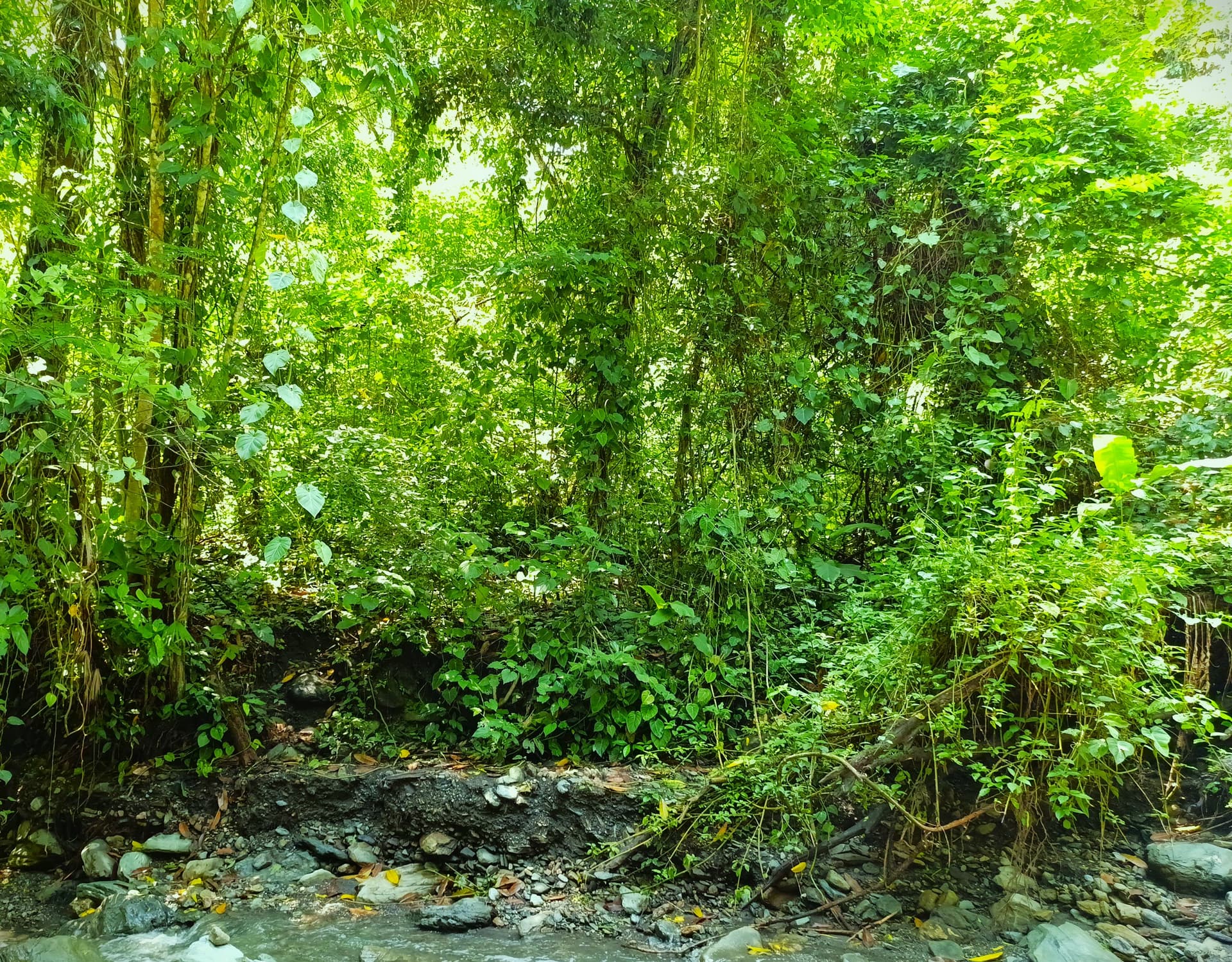 Finca en Venta, Ebejicó, Antioquia - 1